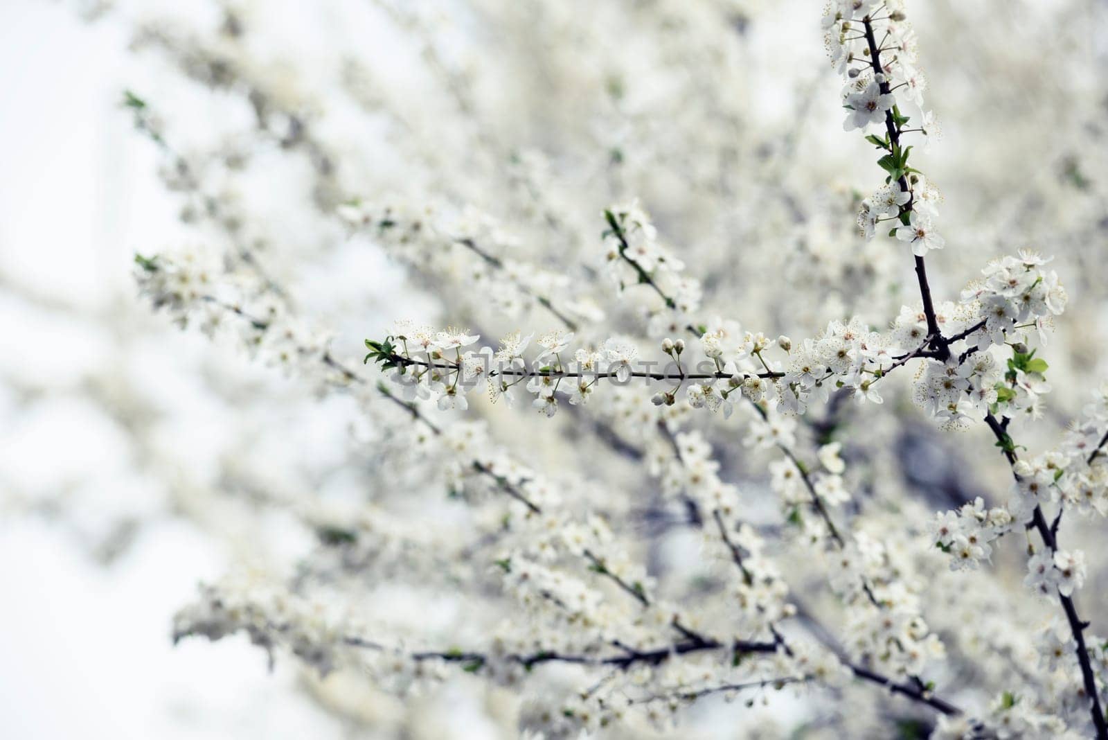 Beautiful white spring blossom