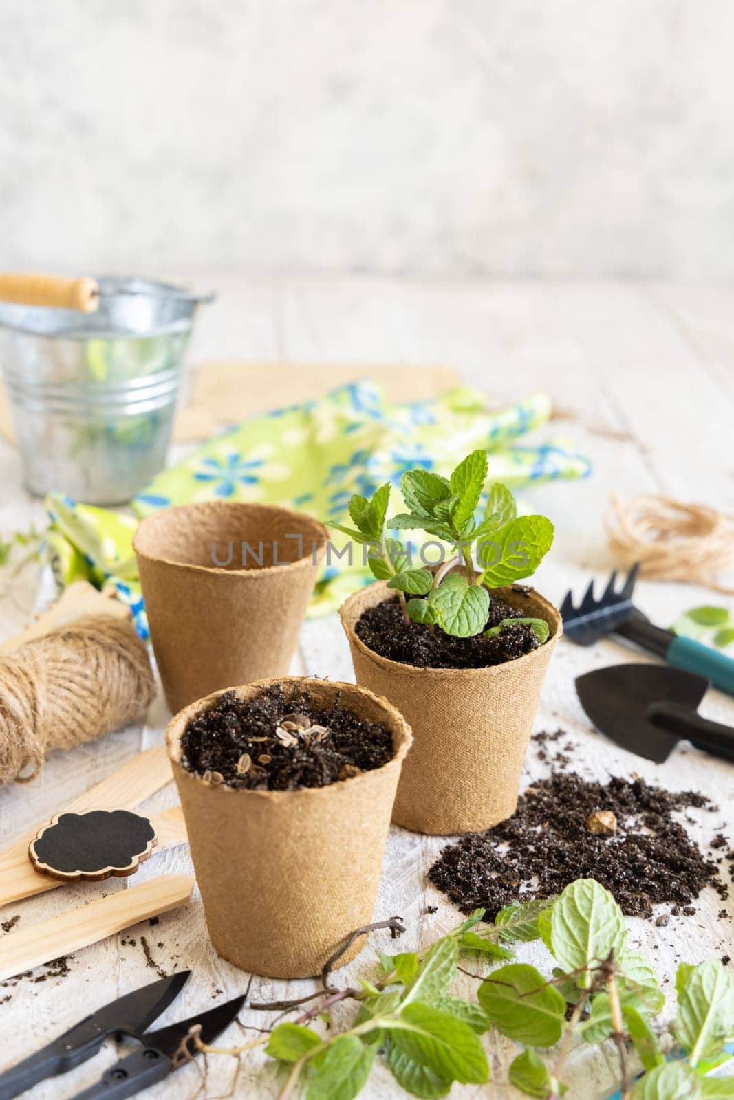 Herbs seedlings growing in a biodegradable pots near garden tools on white wooden table. Indoor gardening, Homegrown plants, germinating herb seeds, close up, copy space