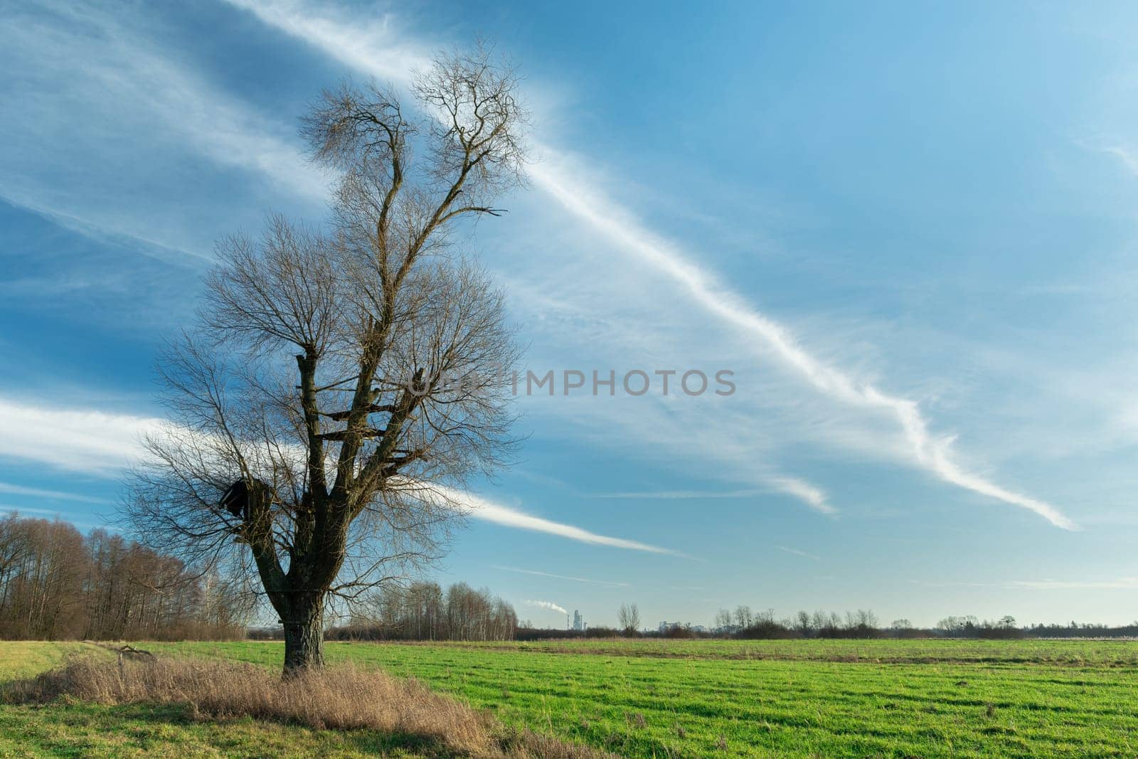 Tree without leaves on the meadow and fabulous clouds, Nowiny, Poland