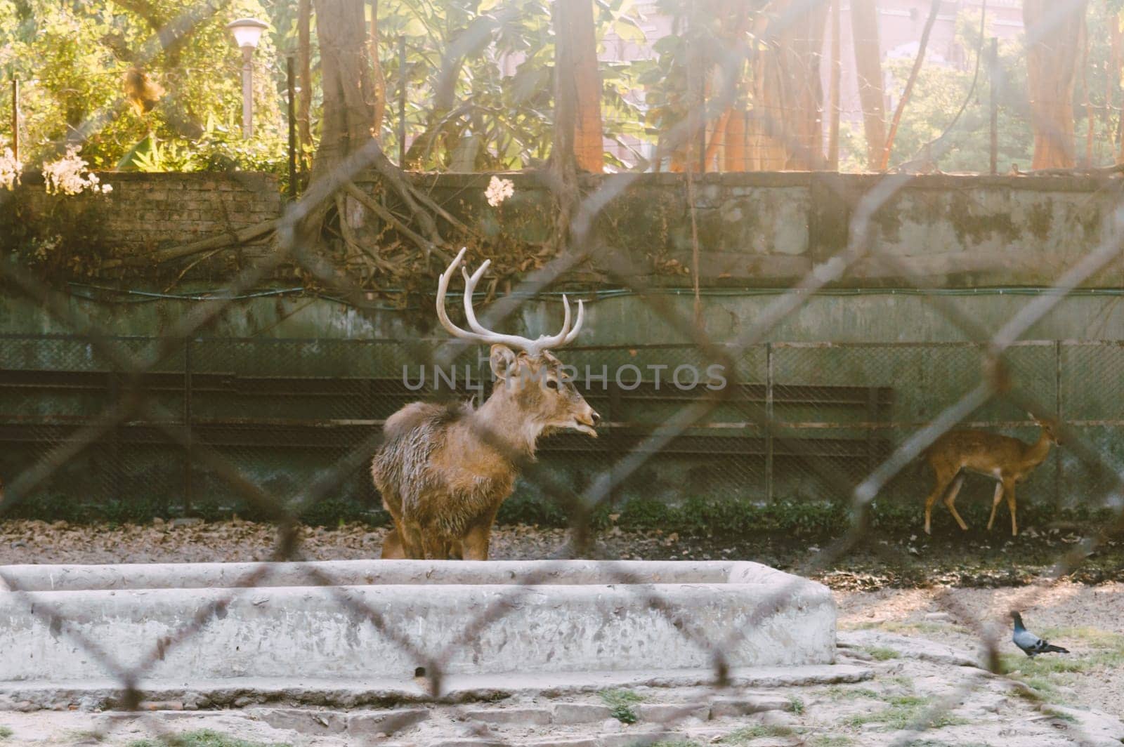 A Barking Deer in a park. View through fence. Animals in captivity.