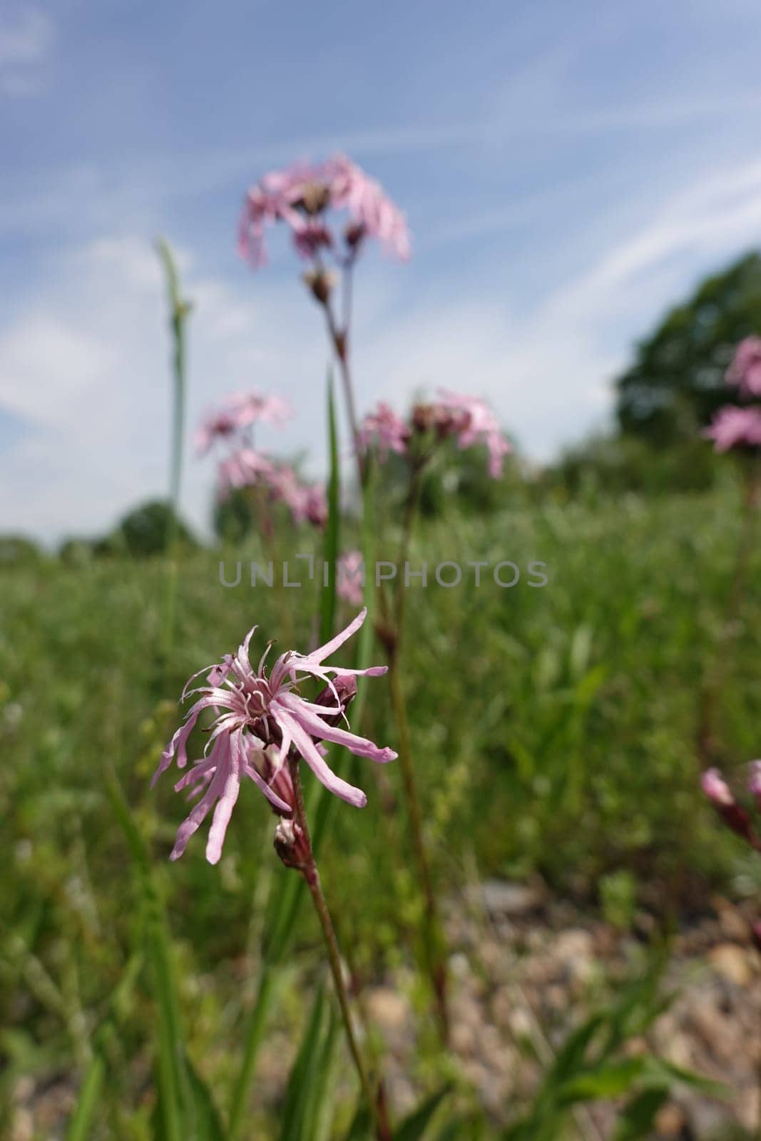 Kuckucks-Lichtnelke (Silene flos-cuculi, Syn. Lychnis flos-cuculi)