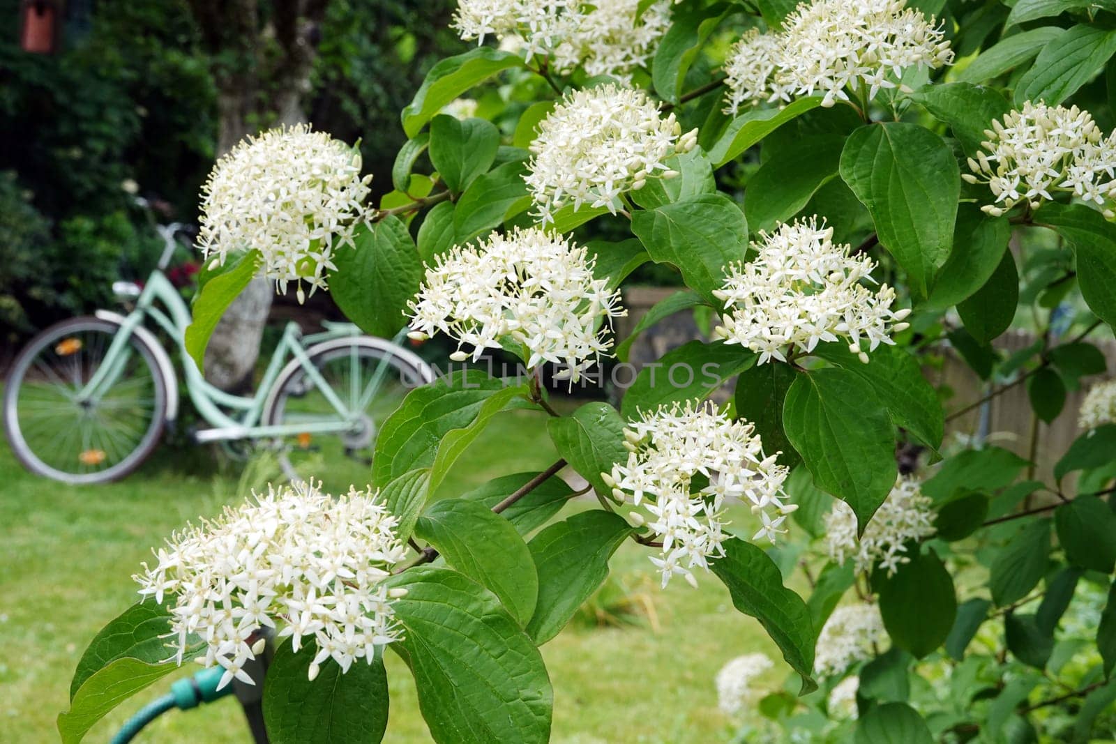 Wechselblättriger Hartriegel (Cornus alternifolia) - Zweige mit Blütendolden