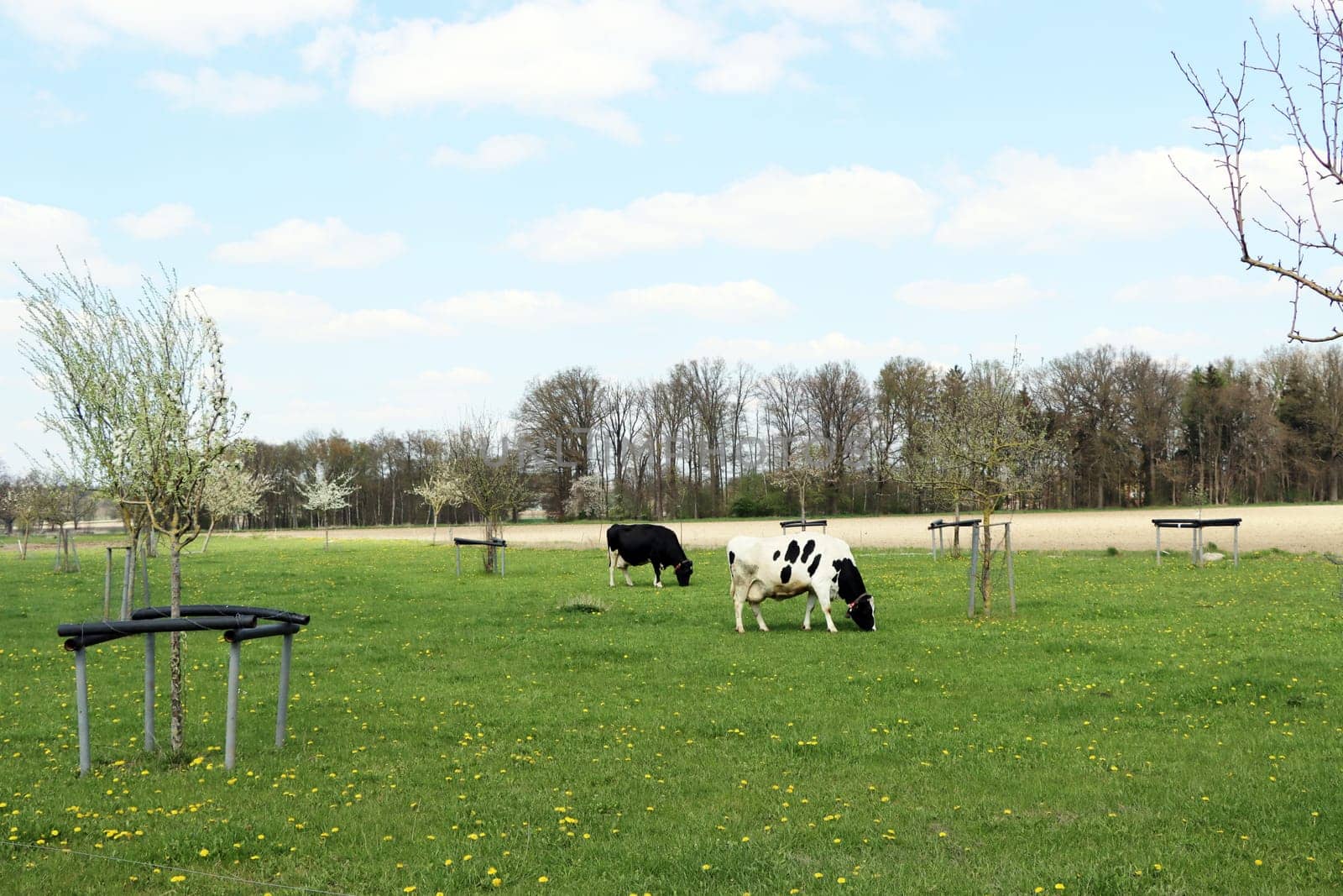 Milchkühe (Bos taurus) grasen auf einer Weide, Niedersachsen, Deutschland, Oetzen
