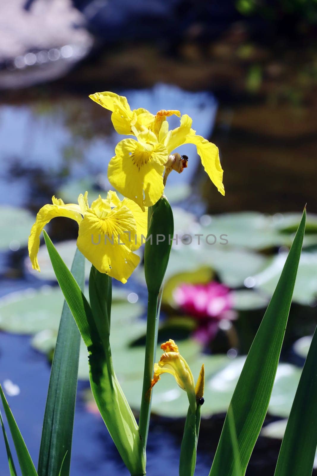 Sumpf-Schwertlilie (Iris pseudacorus)  auch Gelbe Schwertlilie und Wasser-Schwertlilie, am Gartenteich eines naturnahen Gartens