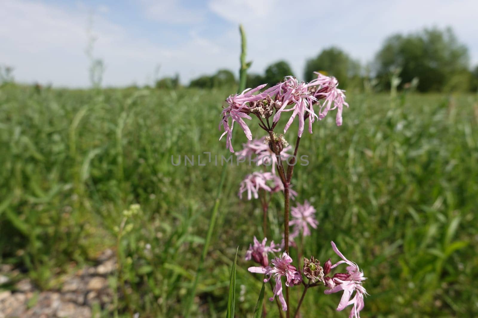Kuckucks-Lichtnelke (Silene flos-cuculi, Syn. Lychnis flos-cuculi)