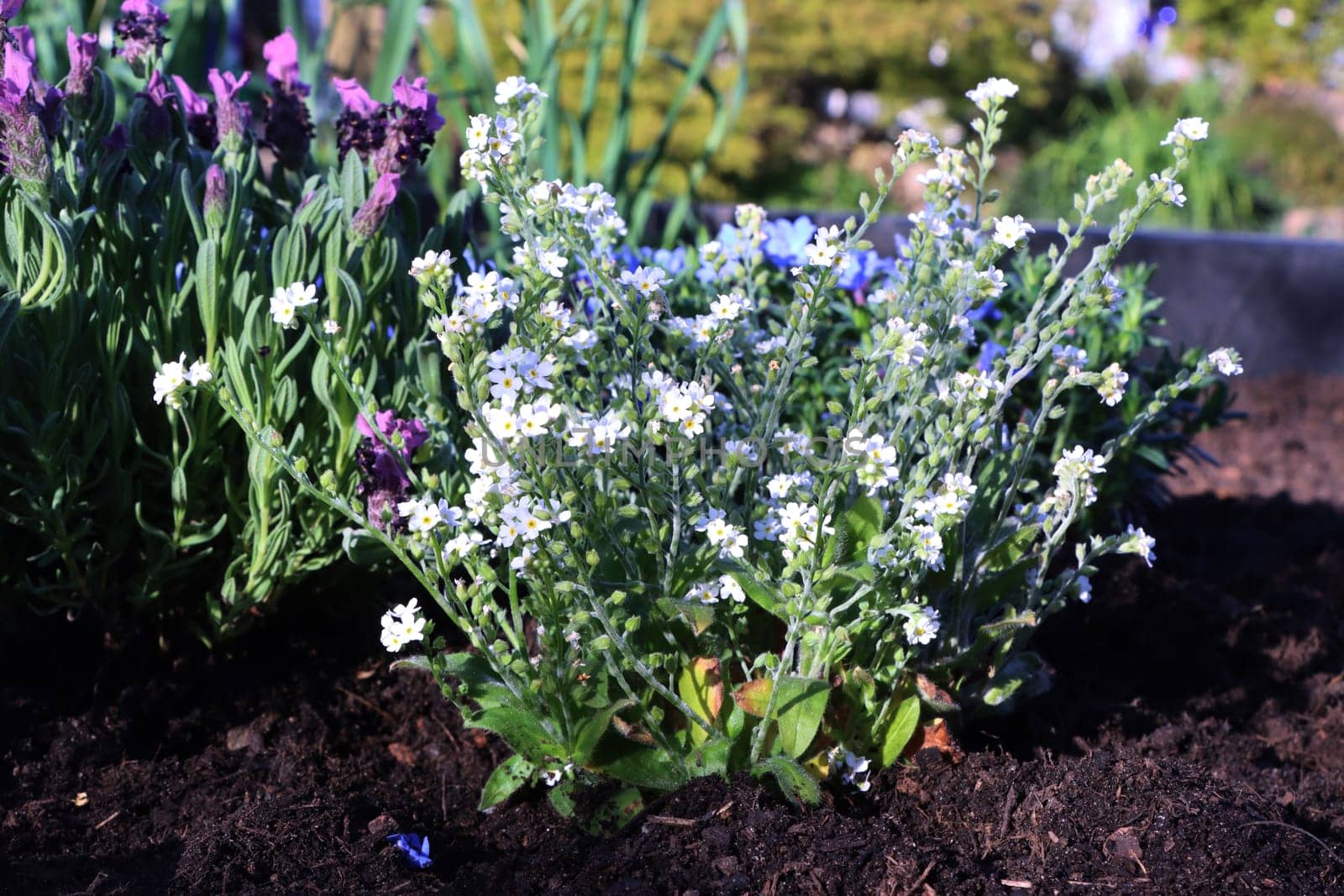 weiss blühendes Vergissmeinicht (Myosotis spec.)