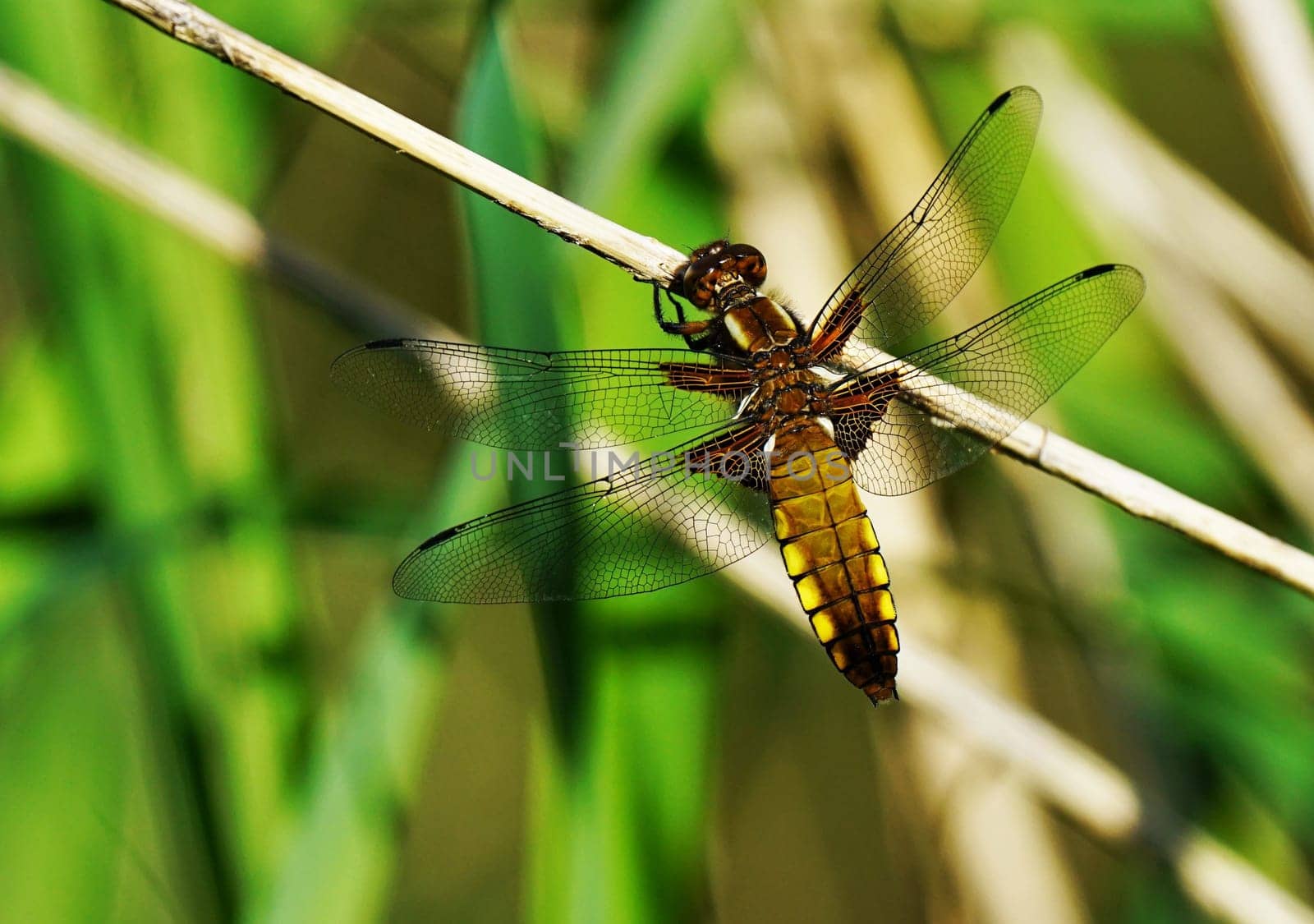 Dragonfly flat-bellied - Libellula depressa, Broad-bodied Chaser, female