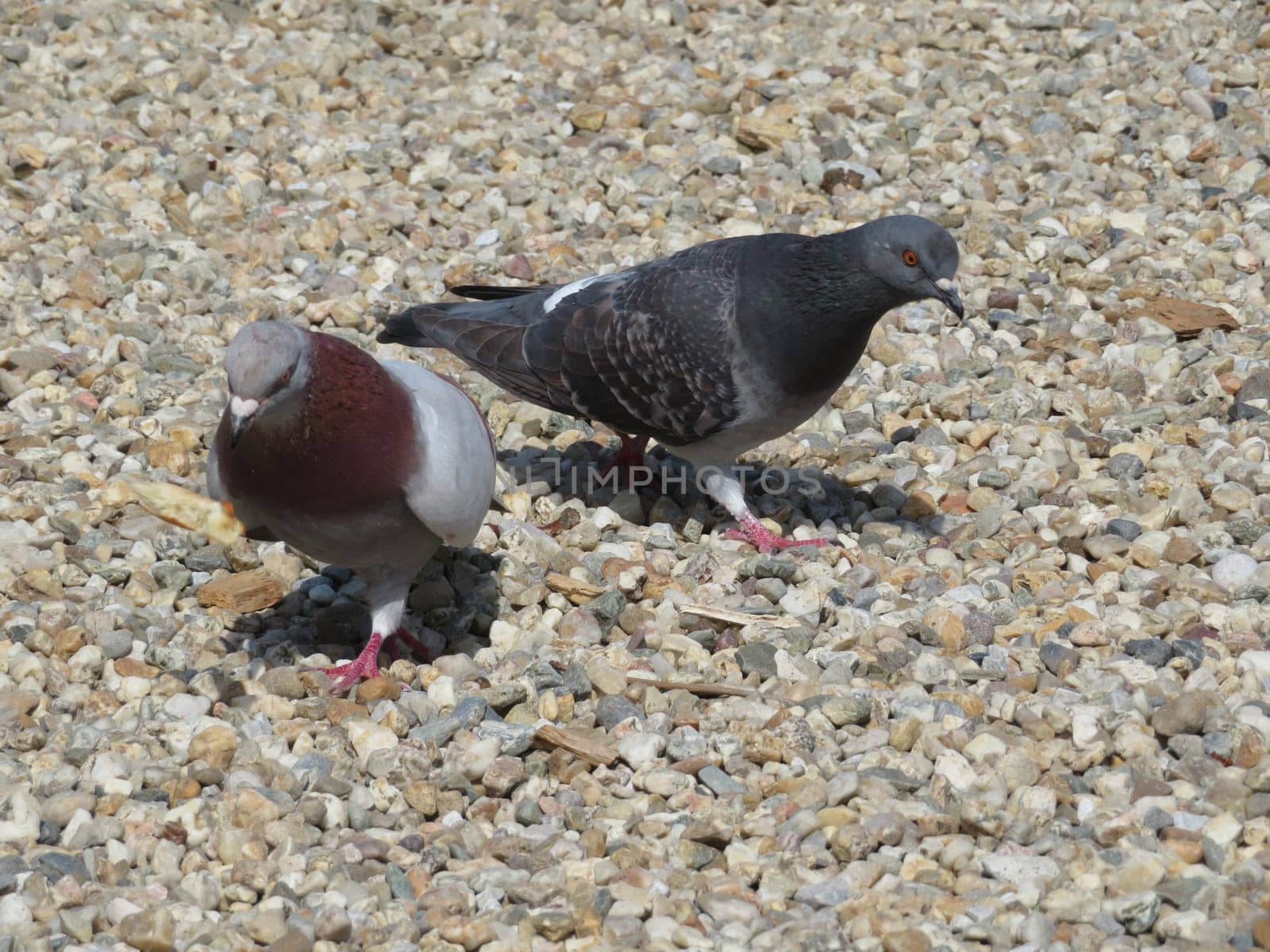 beautiful pigeons pecking in e park eating grain domestic birds