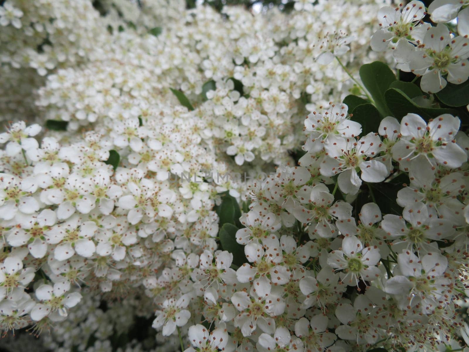beautiful plant with small white flowers natural spring