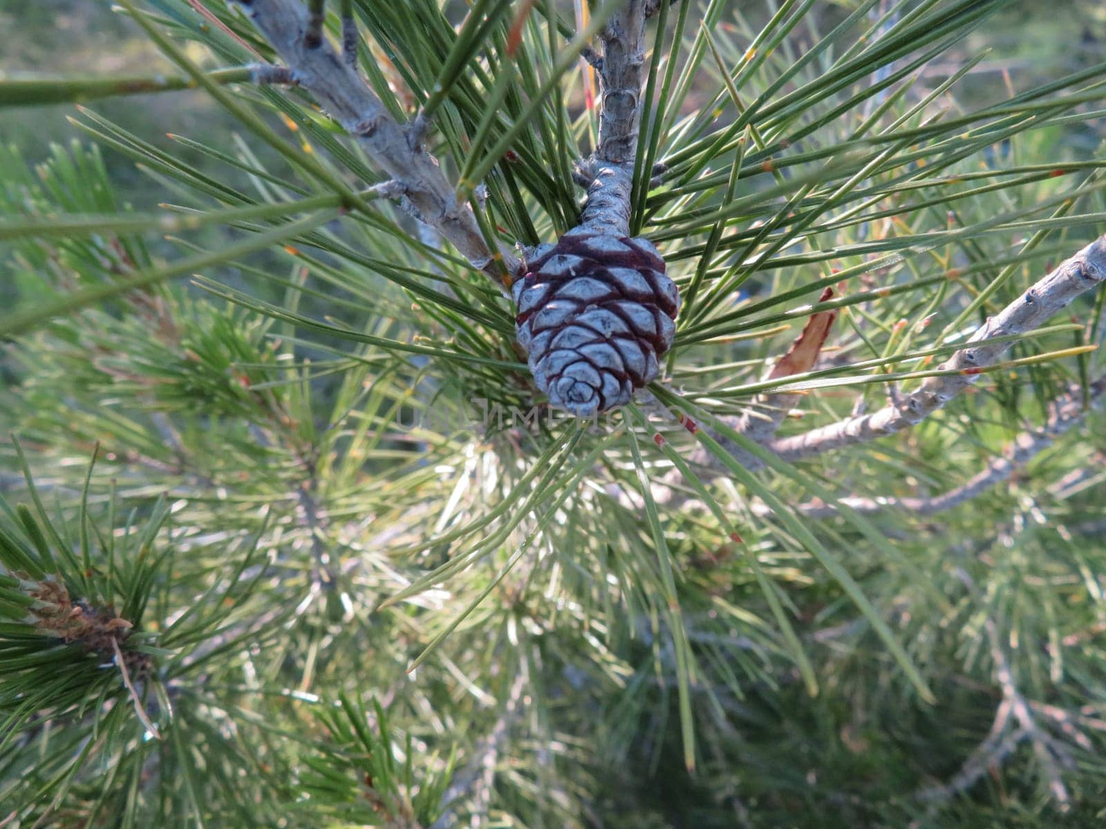 fallen pine cones without natural dry pine nuts firewood
