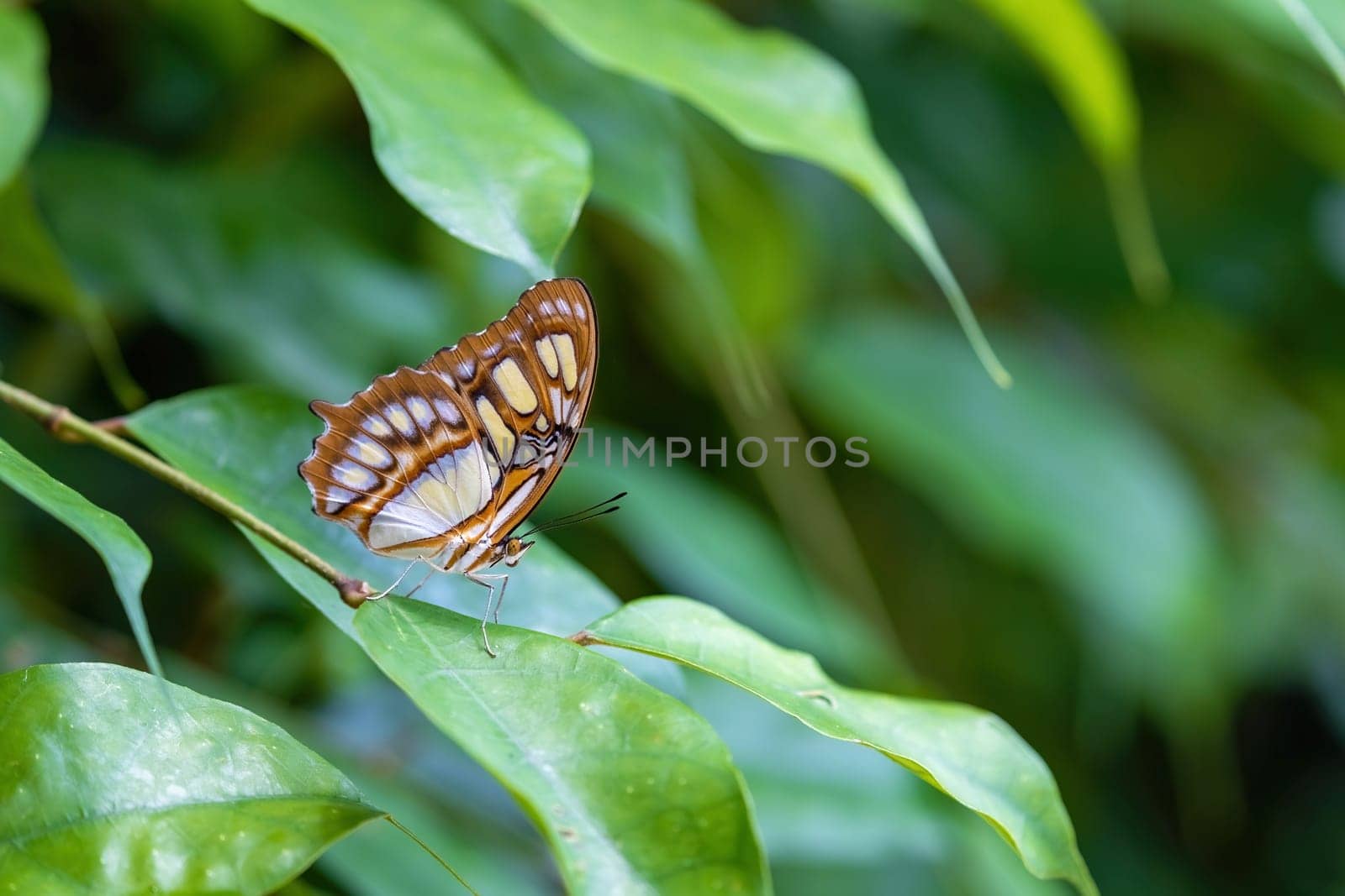 Macro of malachite butterfly (siproeta stelenes) sitting on a leaf