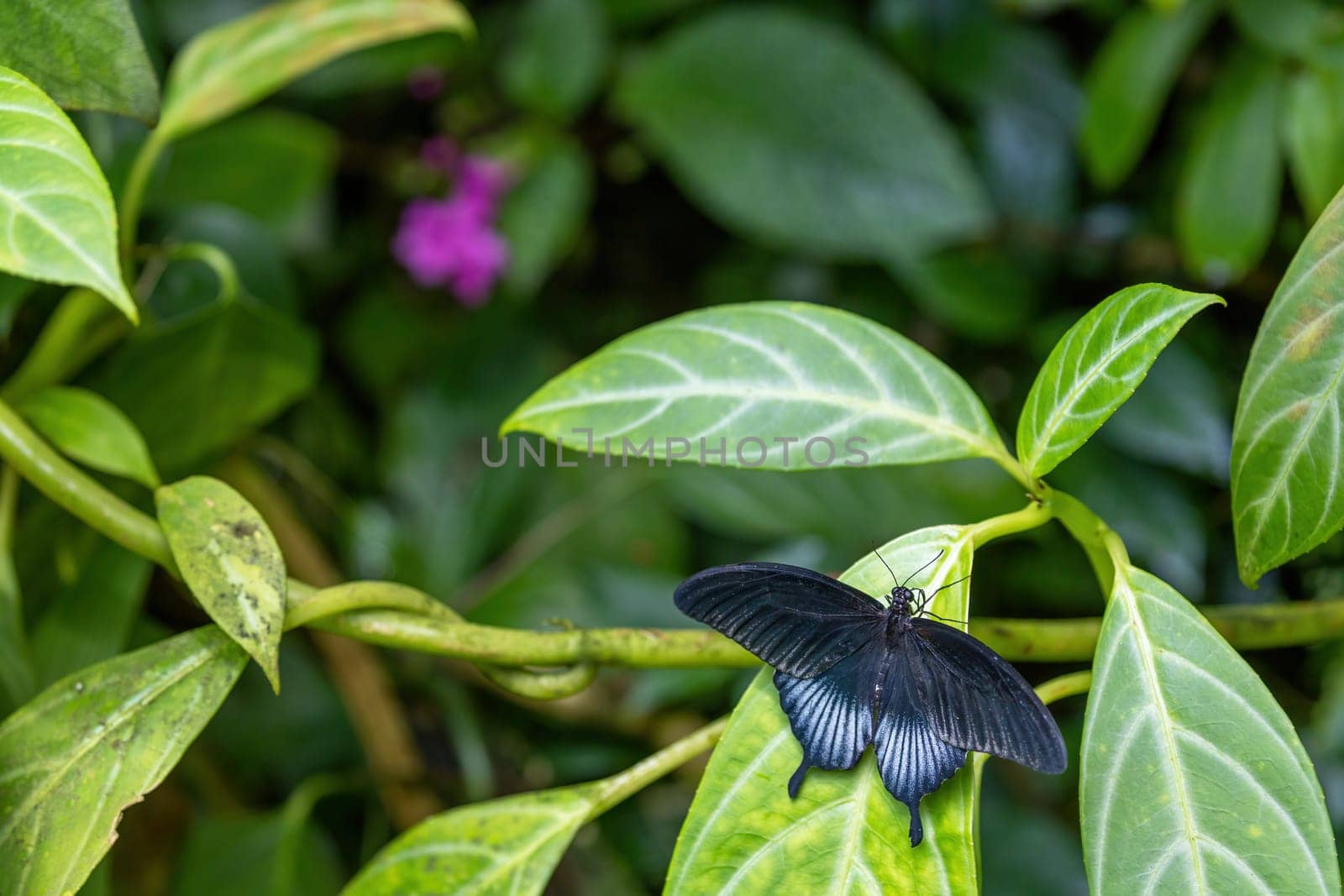 Great Mormon Butterfly with open wings sitting on green plant closeup.