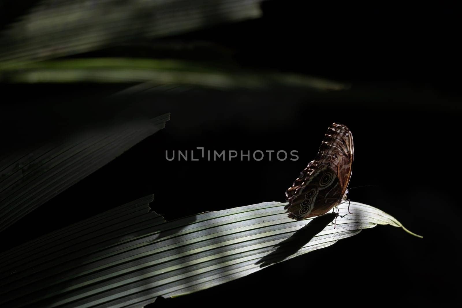 Owl Butterfly (Caligo memnon) on dark background. Horizontally.