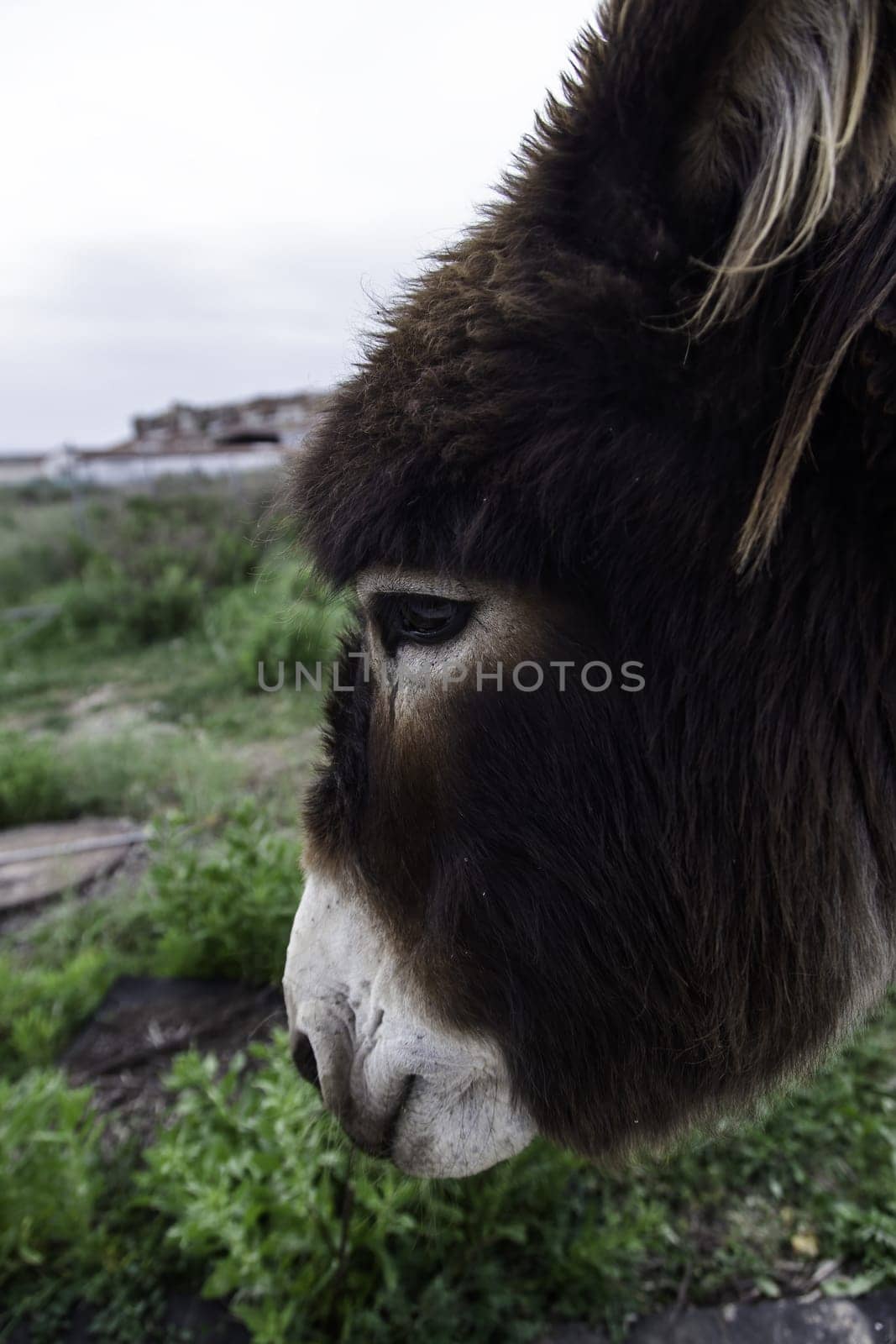 Donkey detail on a farm, animal exploitation