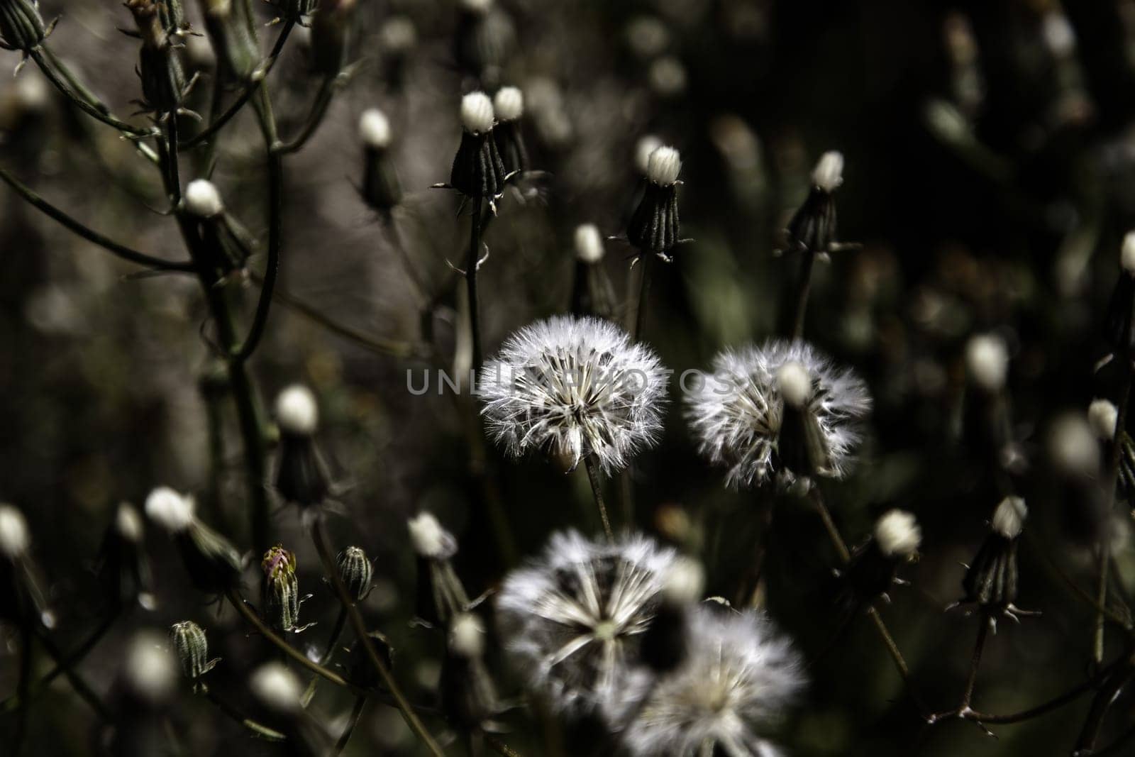 Detail of wild flower with seeds, nature and life