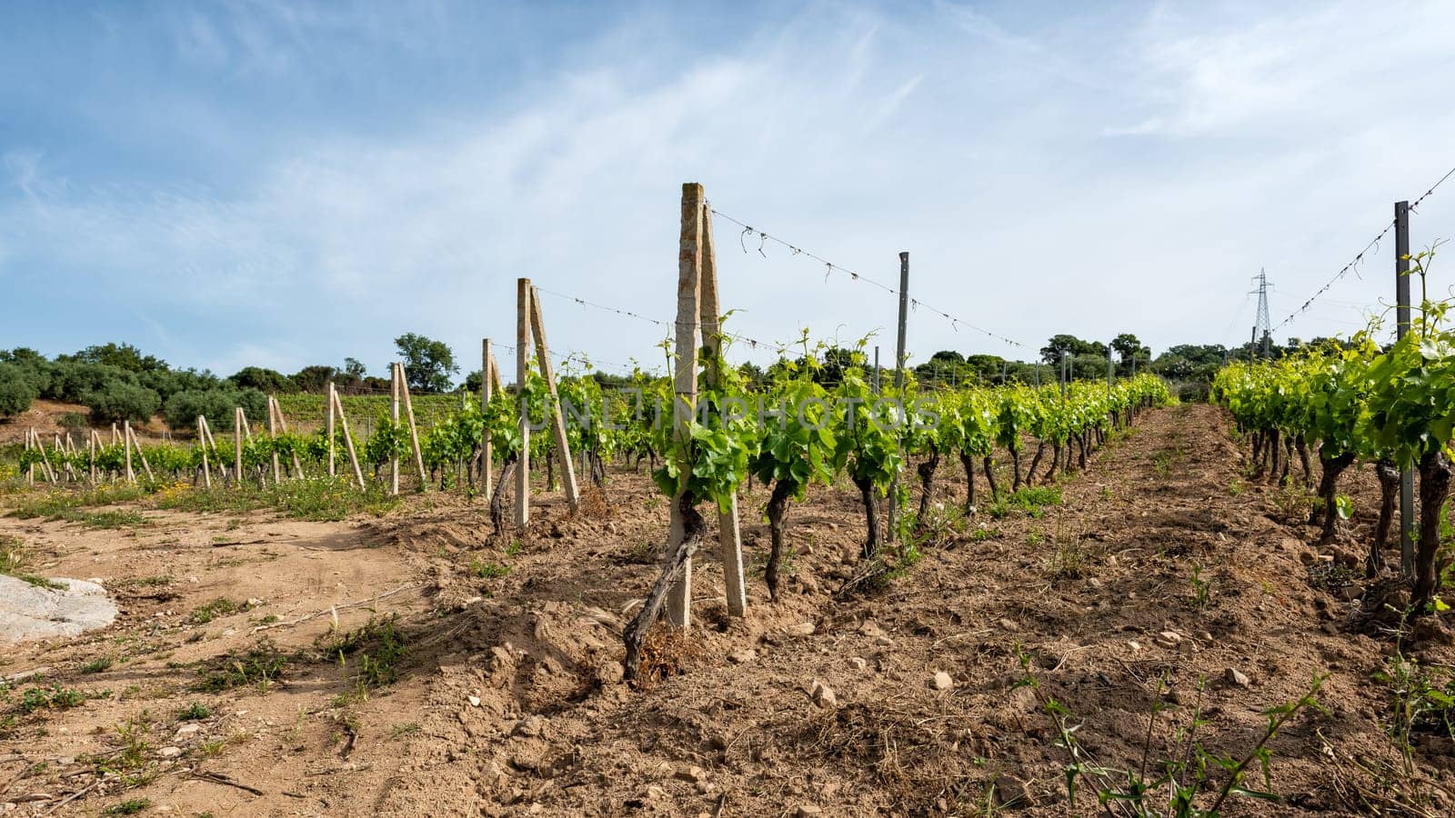 Young sprouts with bunches of grapes. Close-up of the buds and bunches of grapes in the branches of a vineyard in Sardinia, Italy. Traditional agriculture.