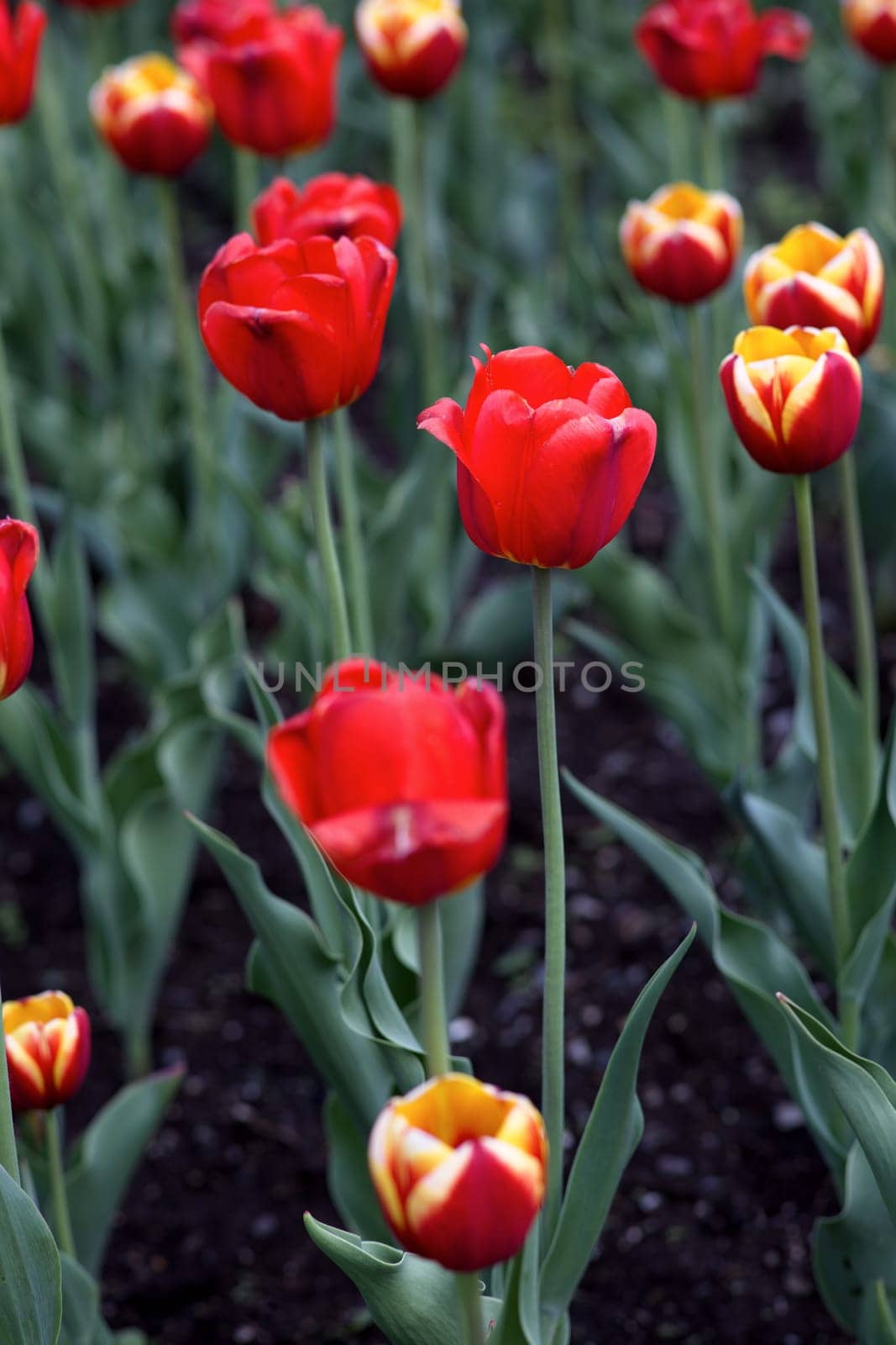 red tulips spring flowers floral garden beautiful nature colors