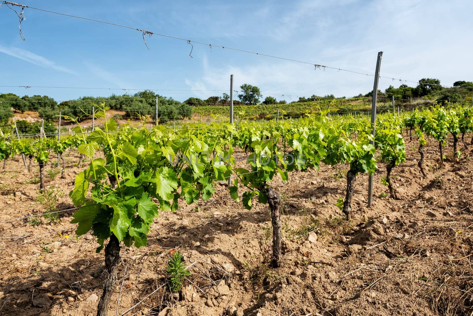 Young sprouts with bunches of grapes. Close-up of the buds and bunches of grapes in the branches of a vineyard in Sardinia, Italy. Traditional agriculture.