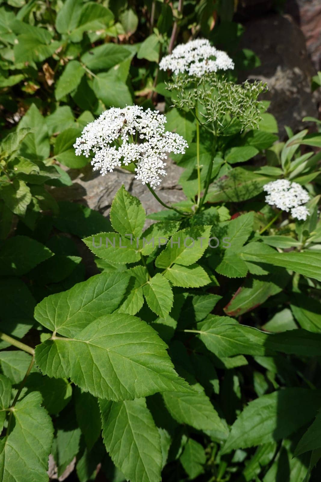Gewöhnlicher Giersch (Aegopodium podagraria) - blühende Pflanze