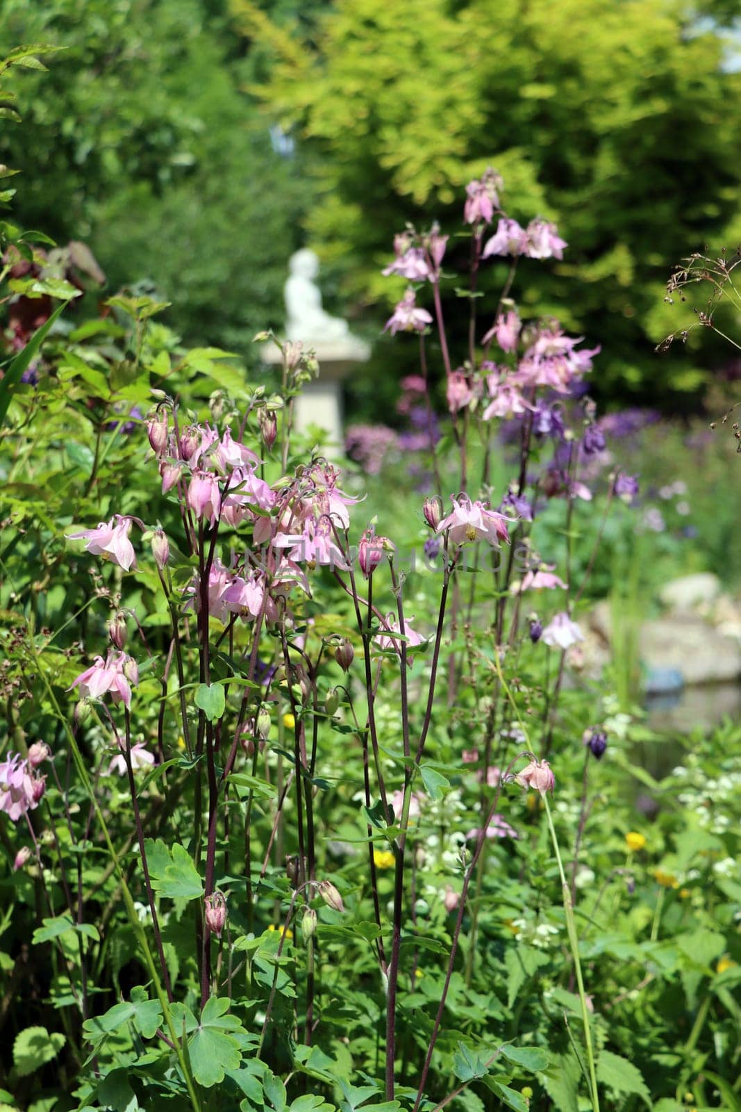 rosa Akelei (Aquilegia spec.) im naturnahen Garten