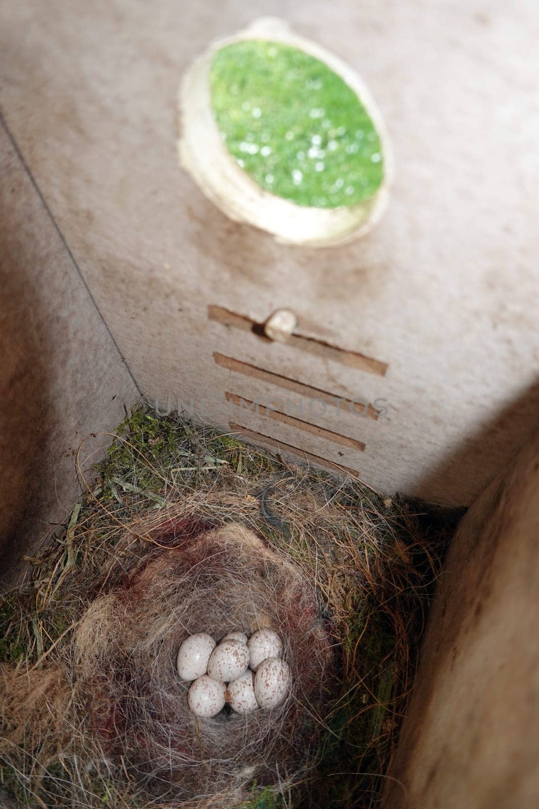 Gelege einer Kohlmeise (Parus major) in einem Nistkasten