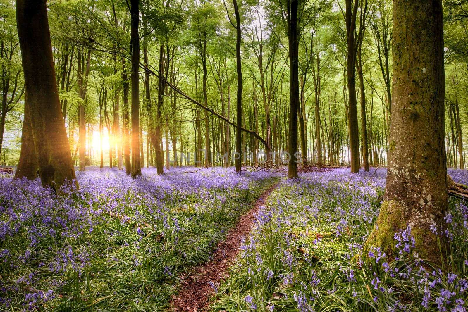 Path through amazing bluebell woodland sunrise in Hampshire England. Wild forest flowers in spring landscape