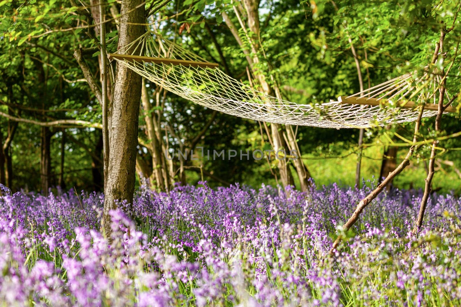 Hammock tied between trees in bluebell woods at dawn. Relaxing scene in nature with purple wild flowers