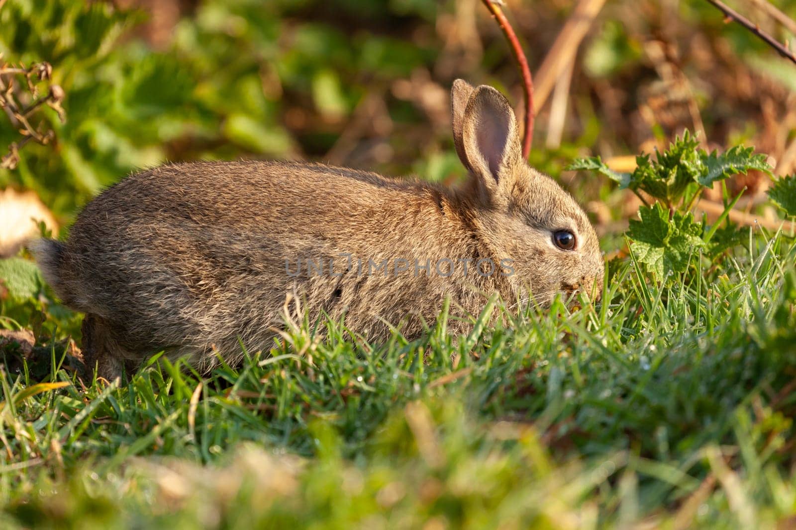 Beautiful cute wild baby rabbit in spring time. Animal close up in natural habitat
