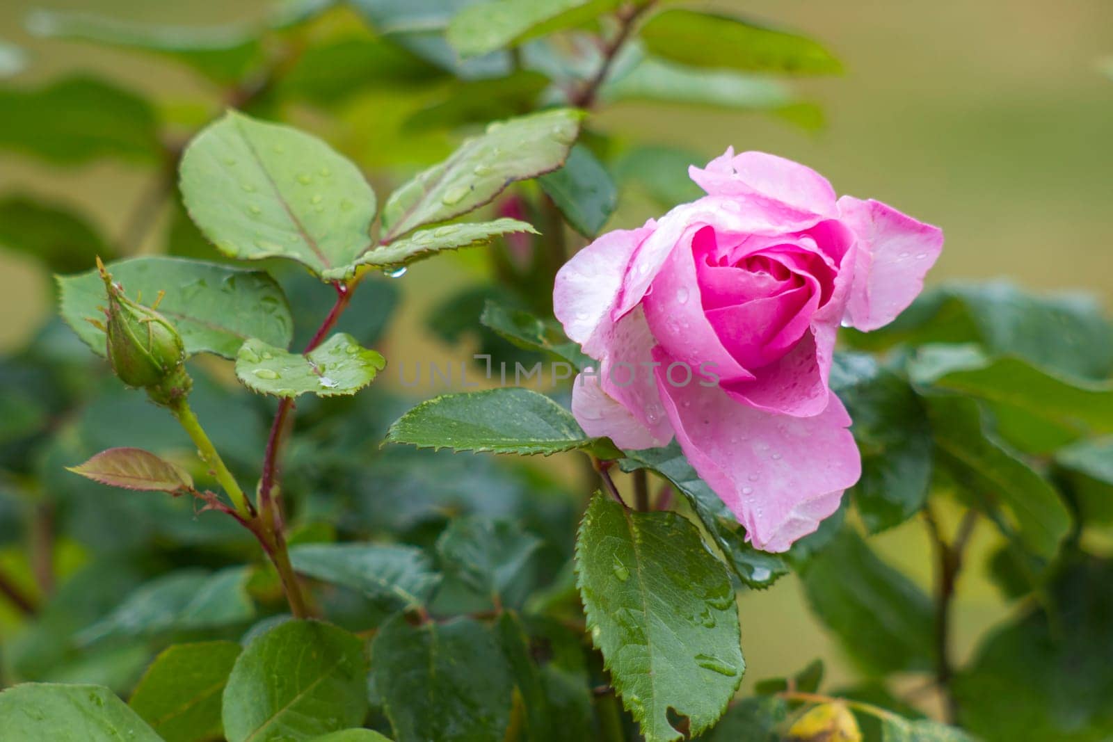 pink rose in the garden - close up