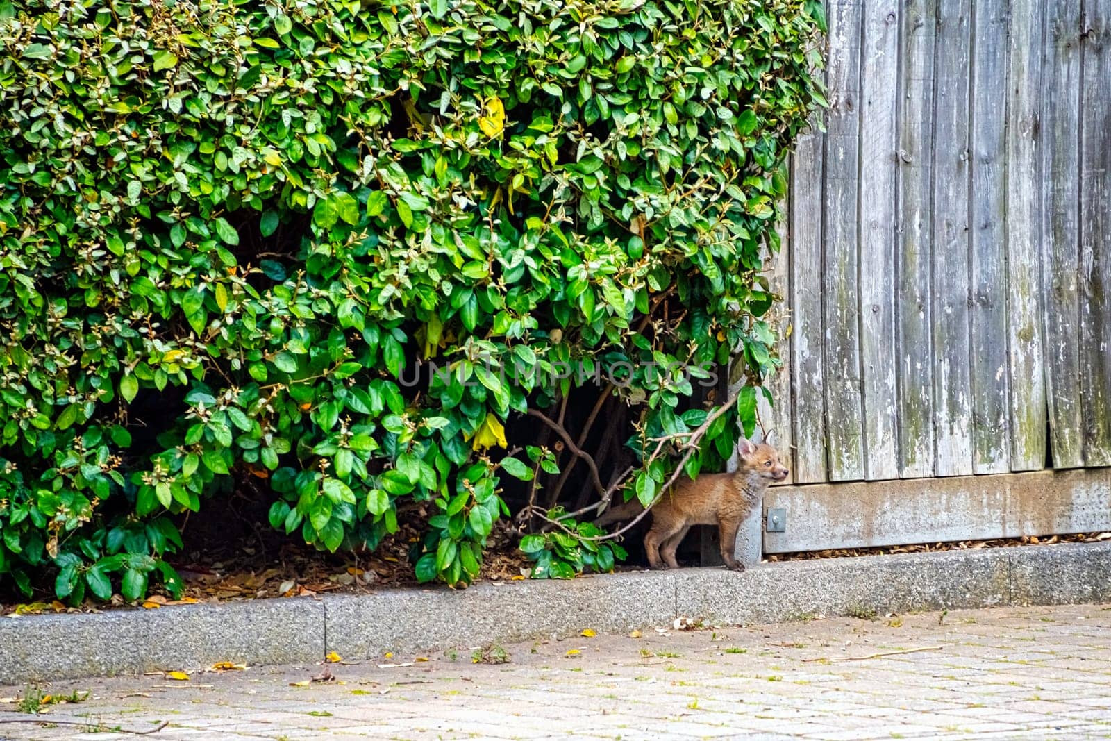 Wild red foxes (Vulpes vulpes) in London, United Kingdom