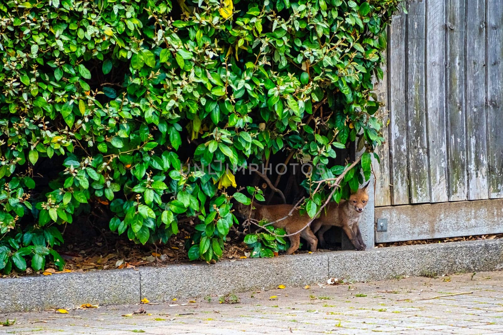 Wild red foxes (Vulpes vulpes) in London, United Kingdom