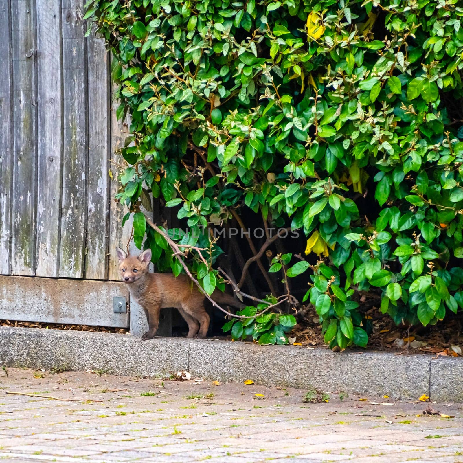 Wild red foxes (Vulpes vulpes) in London, United Kingdom