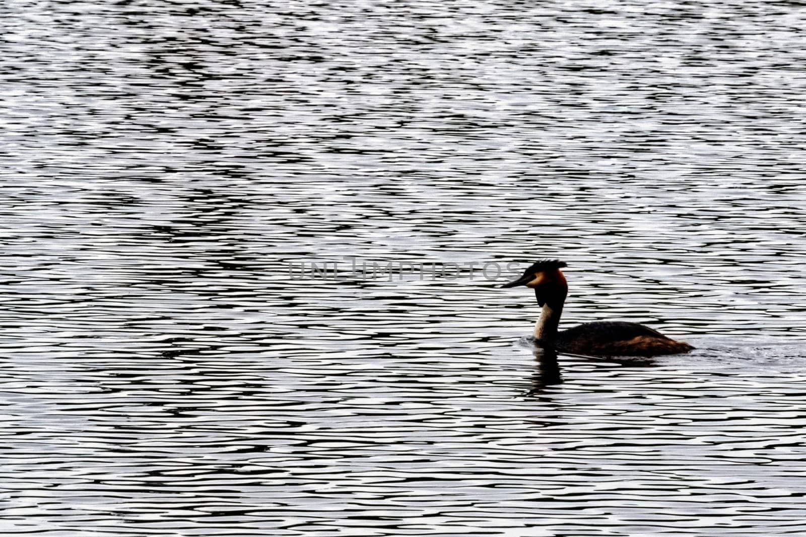 Great crested grebe (Podiceps cristatus) swimming in Virginia Water Lake, Windsor Great Park, United Kingdom