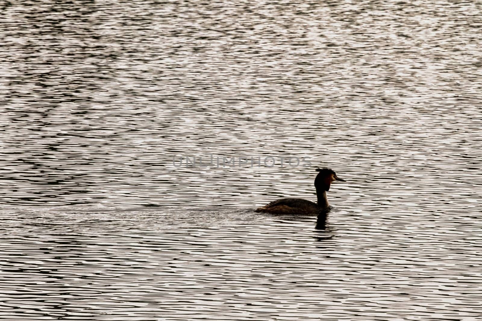Great crested grebe (Podiceps cristatus) swimming in Virginia Water Lake, Windsor Great Park, United Kingdom