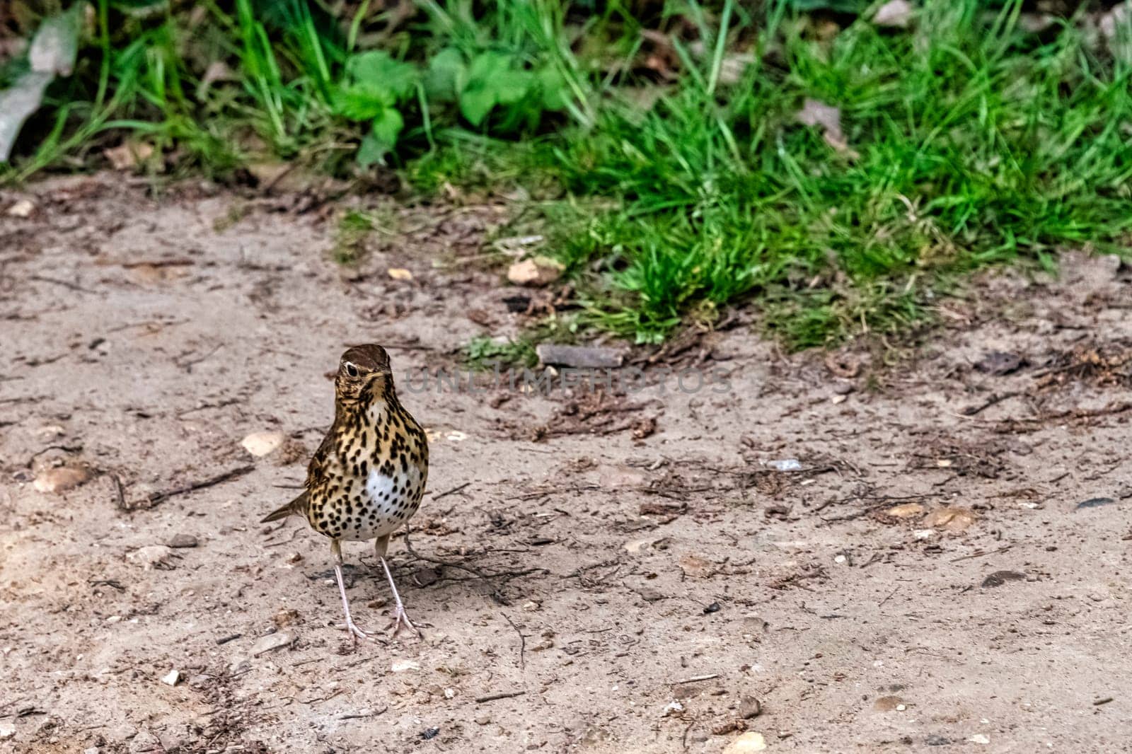 Female Eurasian blackbird (Turdus merula) known as common blackbird  in Windsor Great Park, United Kingdom