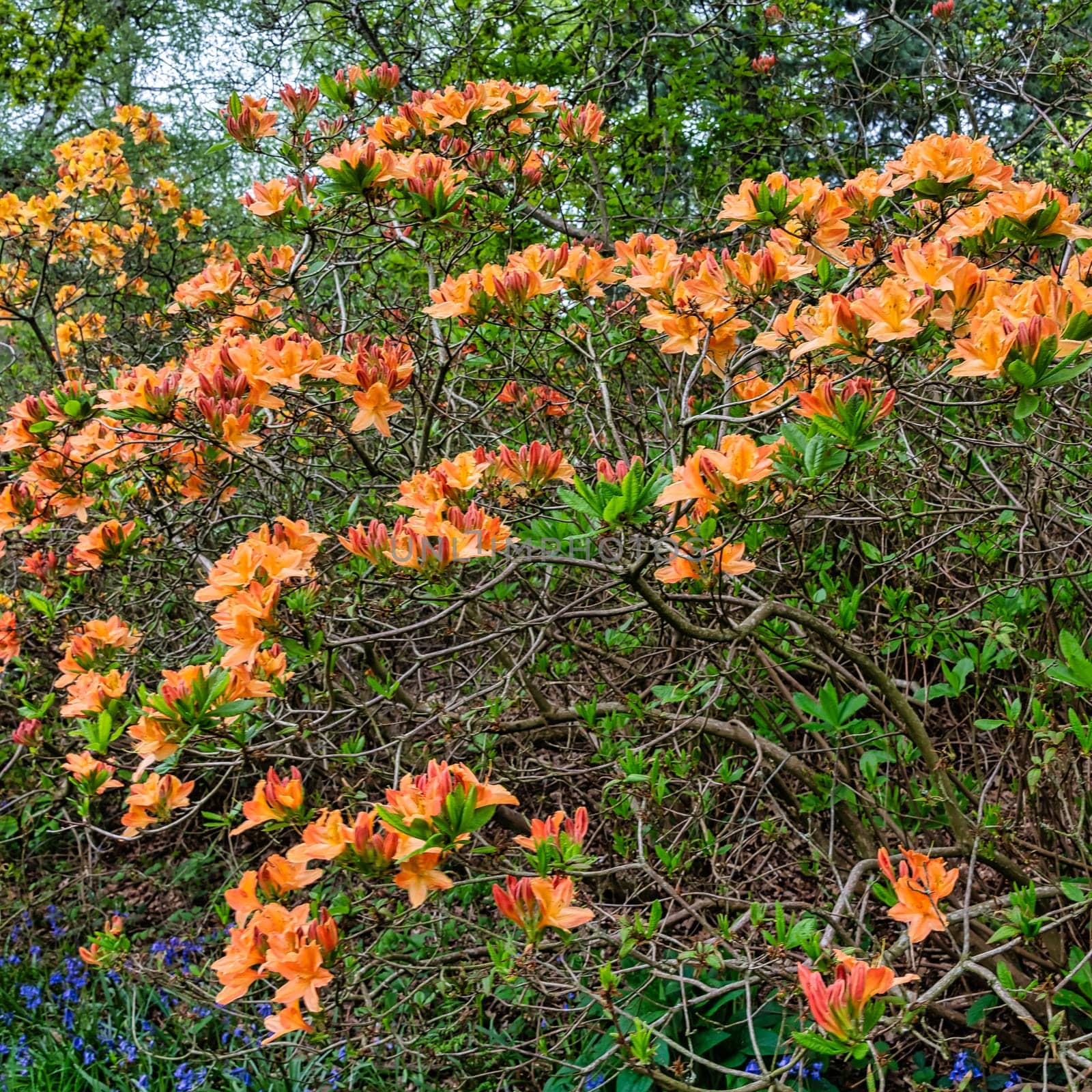 Rhododendrons in Windsor Great Park, United Kingdom