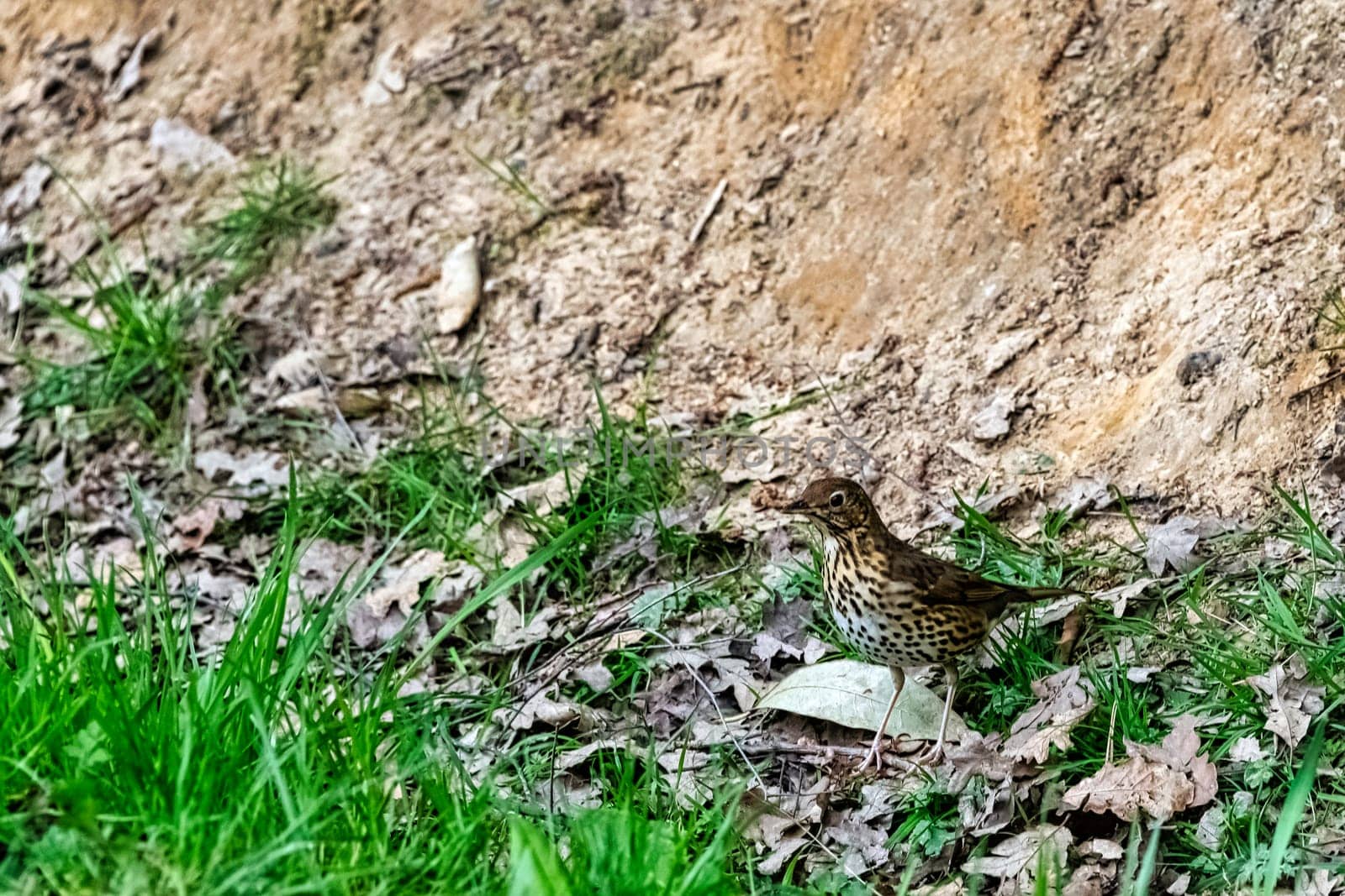 Female Eurasian blackbird (Turdus merula) known as common blackbird  in Windsor Great Park, United Kingdom