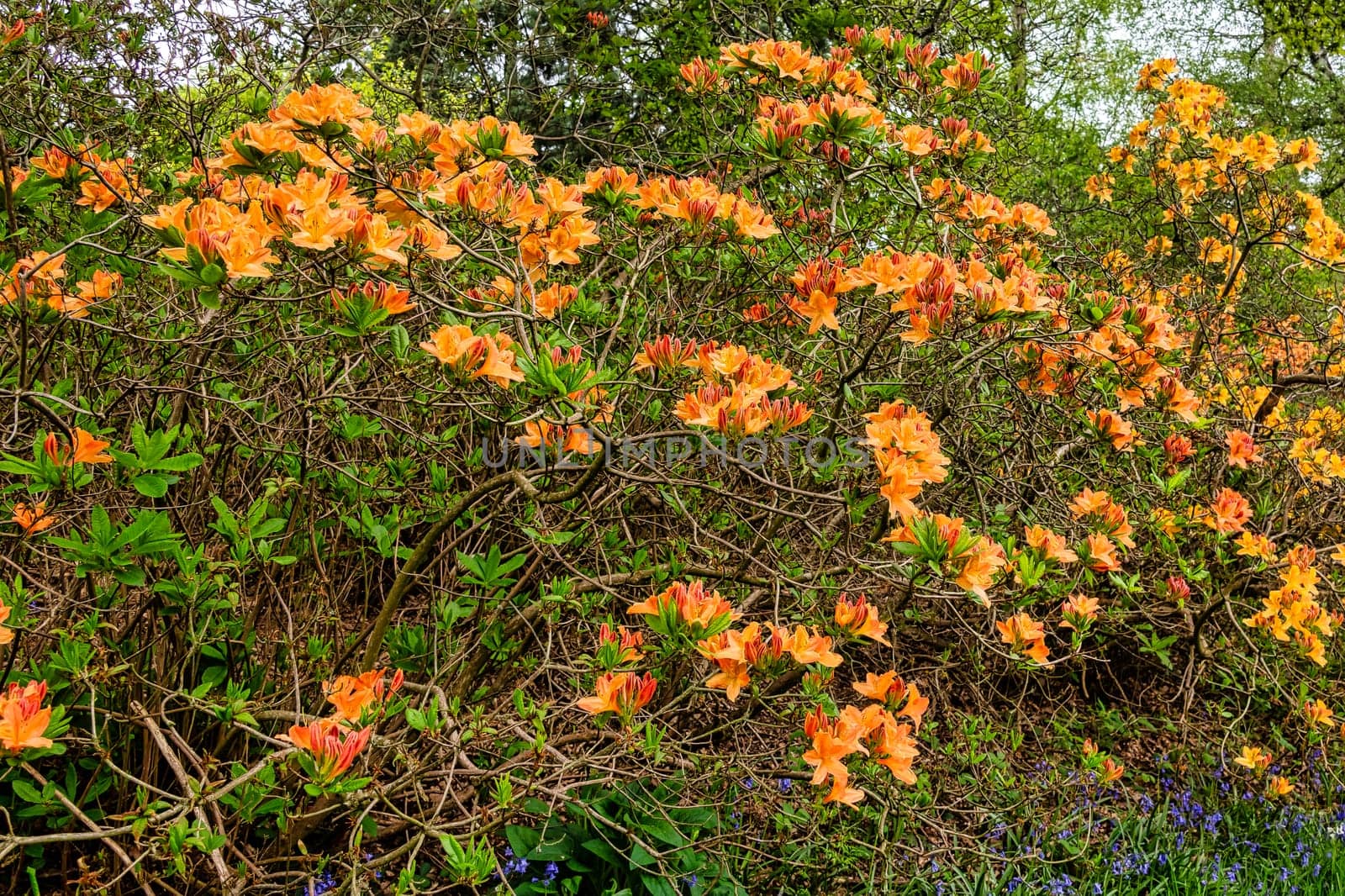 Rhododendrons in Windsor Great Park, United Kingdom