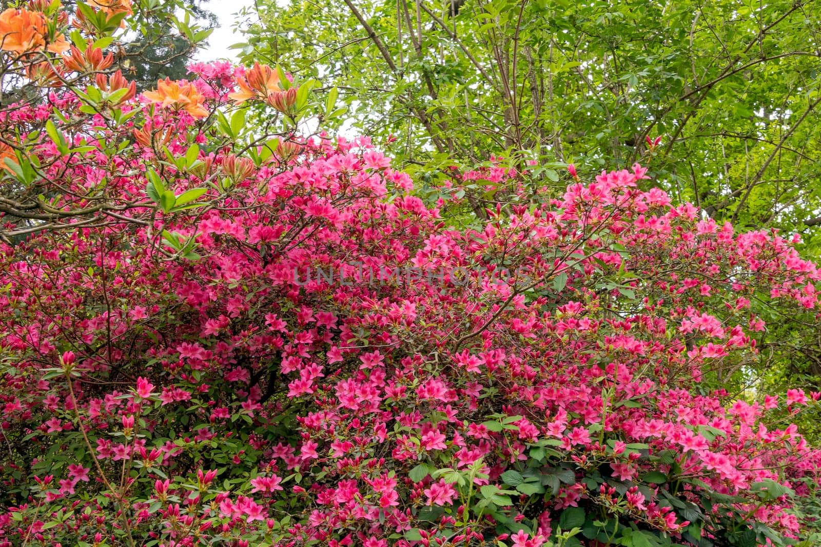 Rhododendrons in Windsor Great Park, United Kingdom
