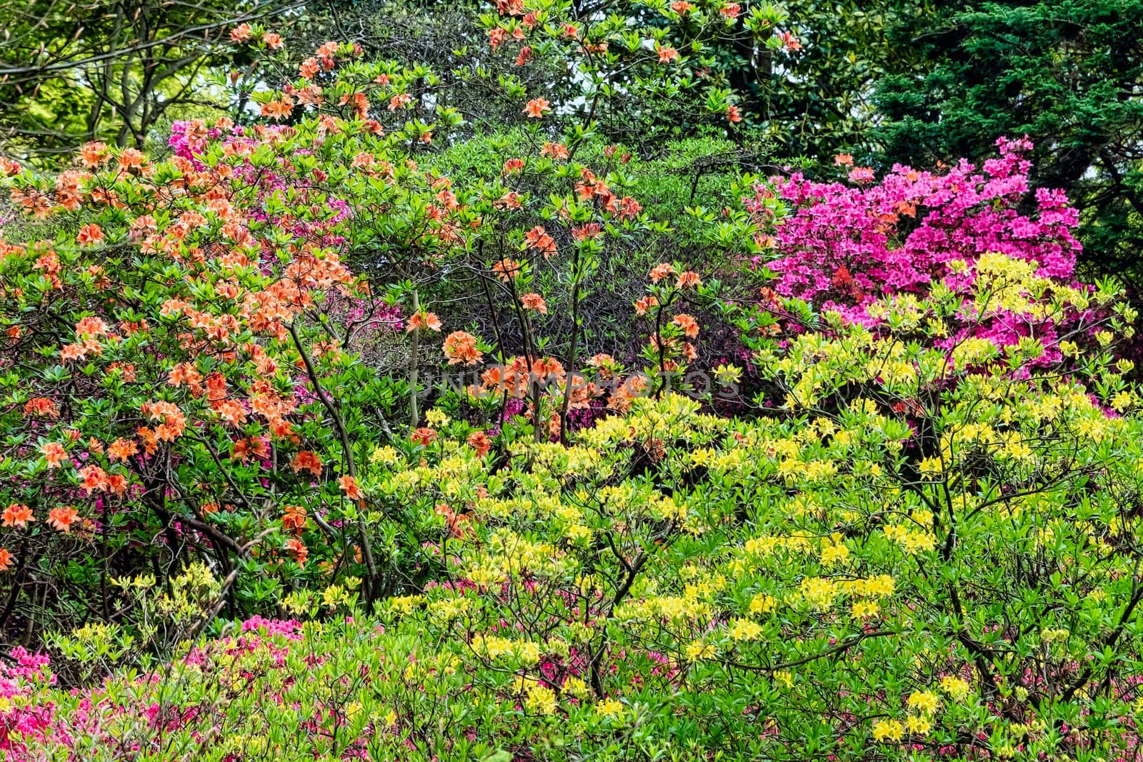 Rhododendrons in Windsor Great Park, United Kingdom
