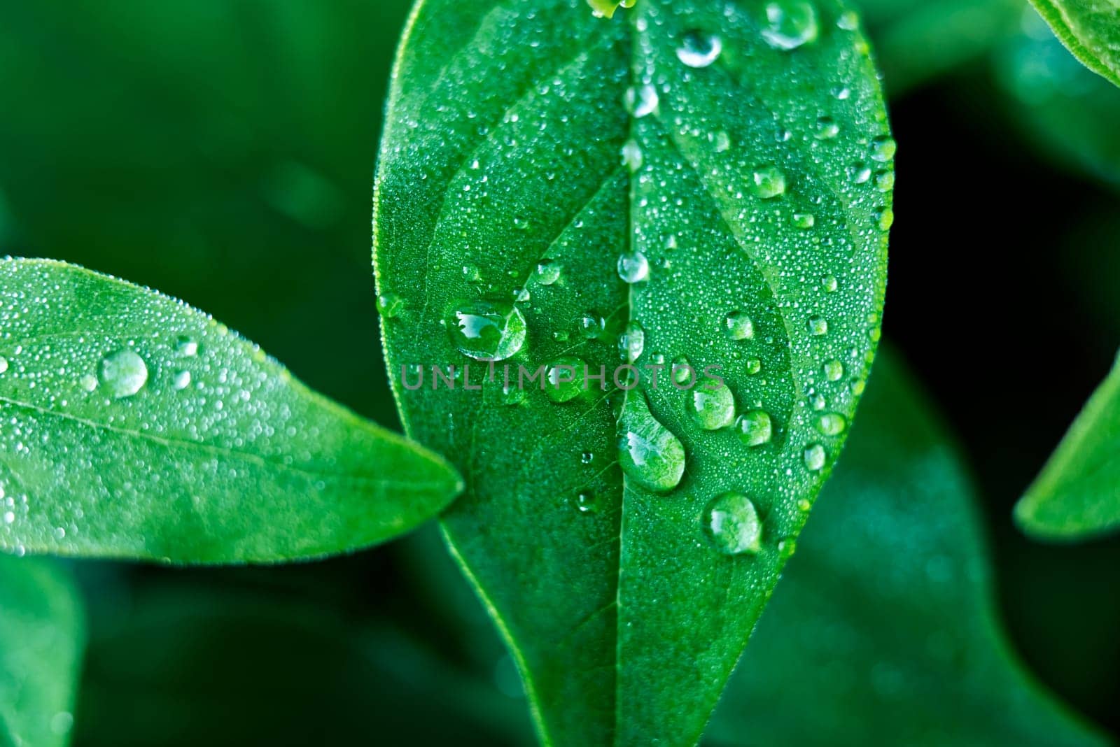 close up of raindrops on a leaf