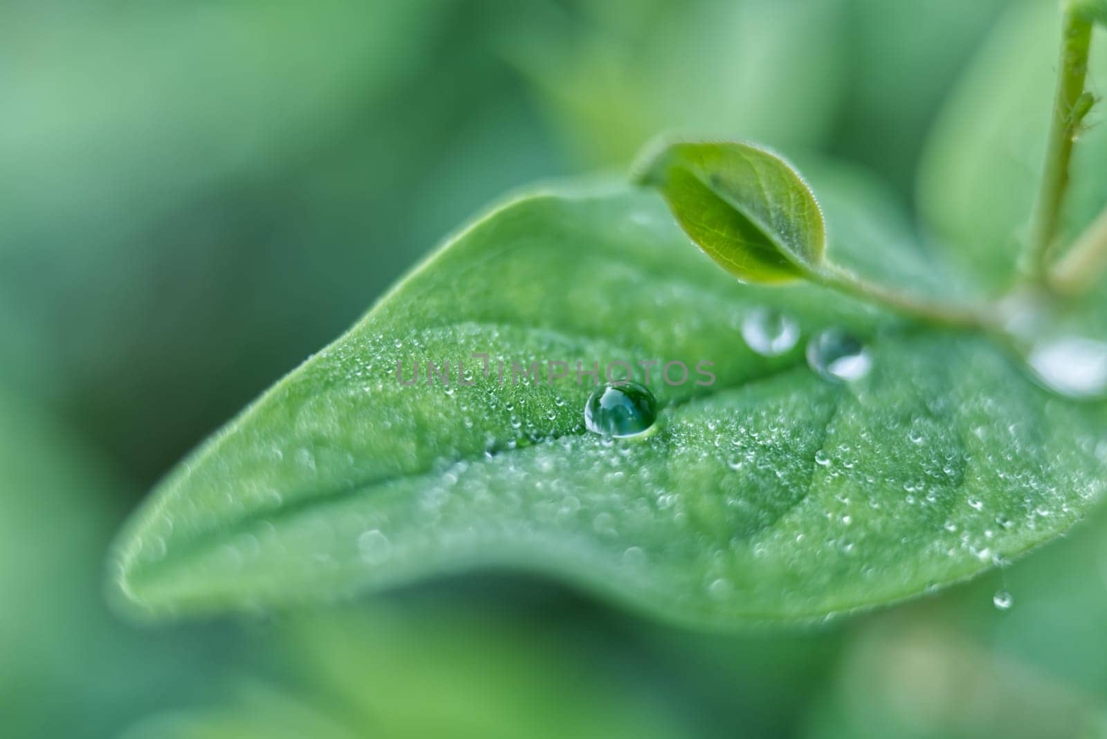 close up of raindrops on a leaf