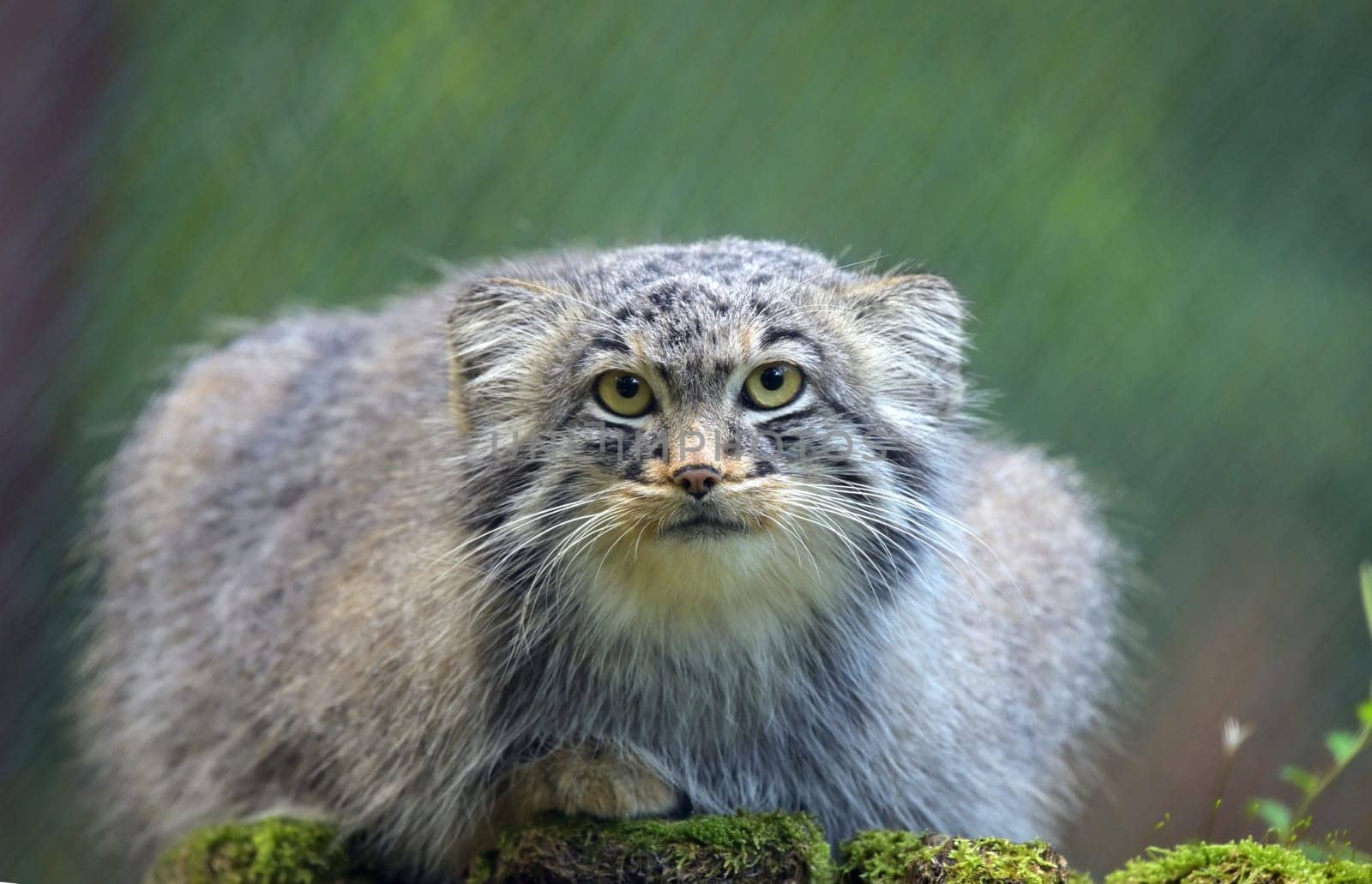 wild cat with aesthetic green bokeh, portrait, sitting, looking directly in the camera