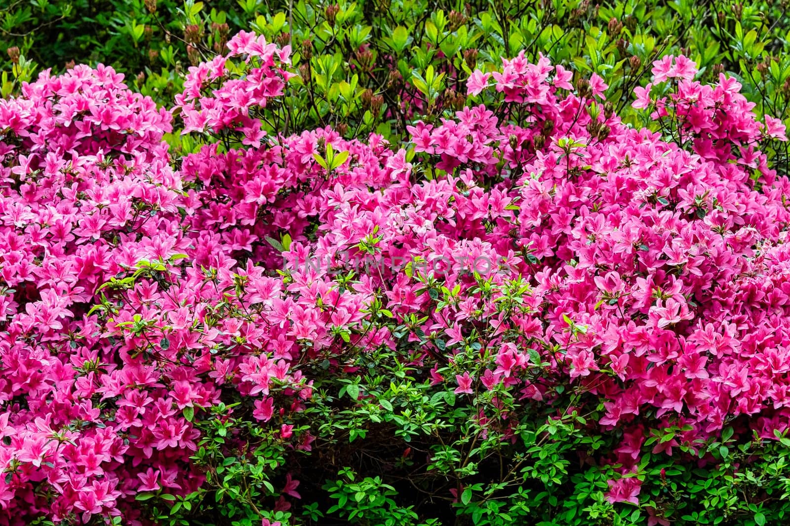 Rhododendrons in Windsor Great Park, United Kingdom