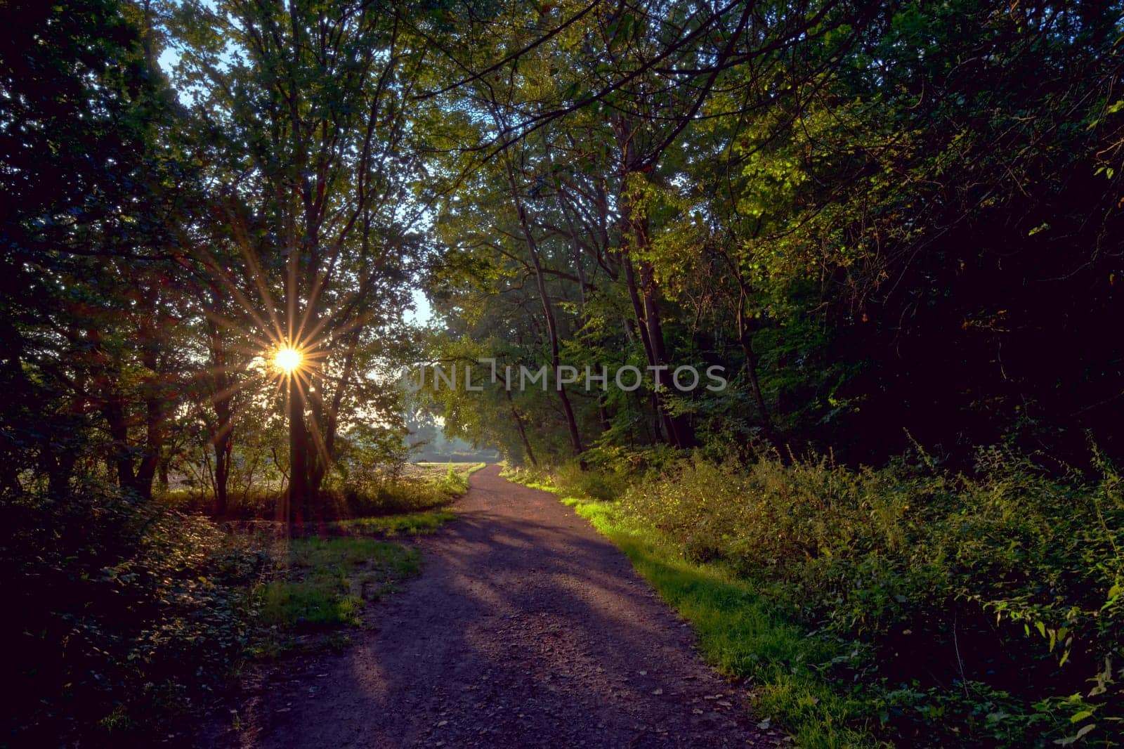 idyllic forest way with sun beams