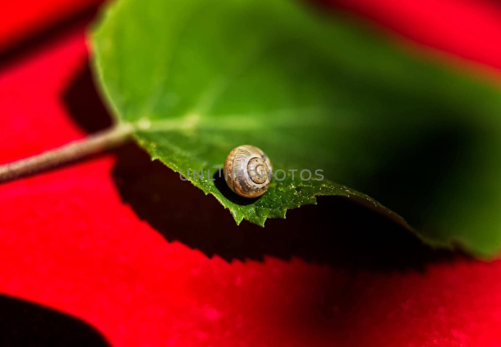 baby snail on a green leaf lost its way, macro