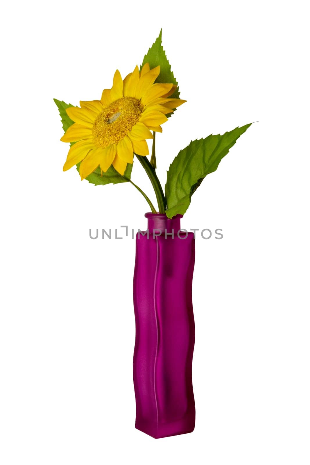 A single Sunflower in the elegant violet glass vase isolated on a white background. Beautiful gift or greeting cards element. Clipping path.