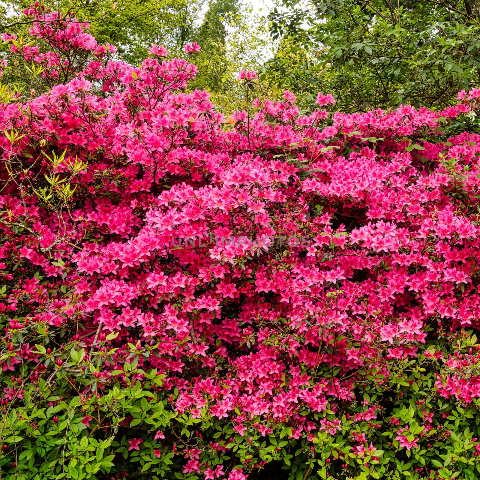 Rhododendrons in Windsor Great Park, United Kingdom