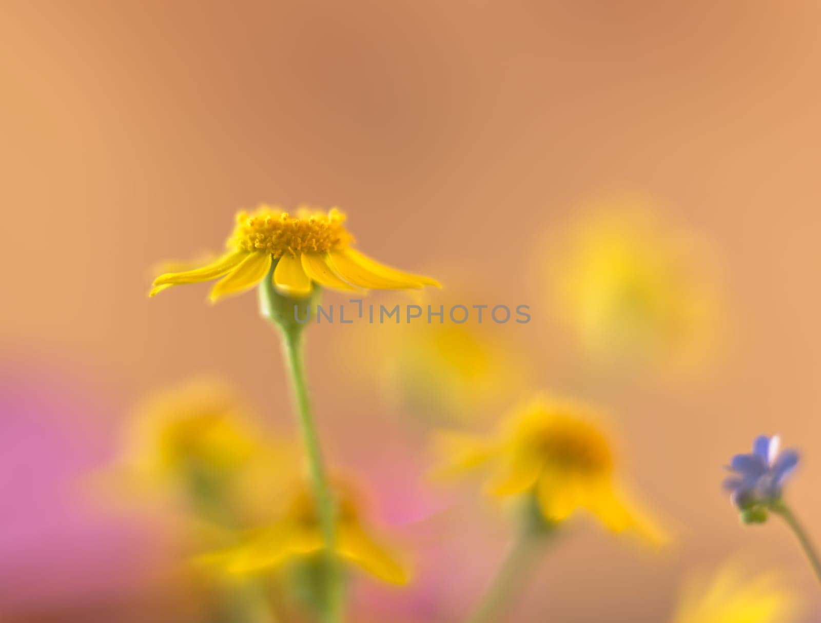 closeup view of yellow daisylike flowers , aesthetic blurred background