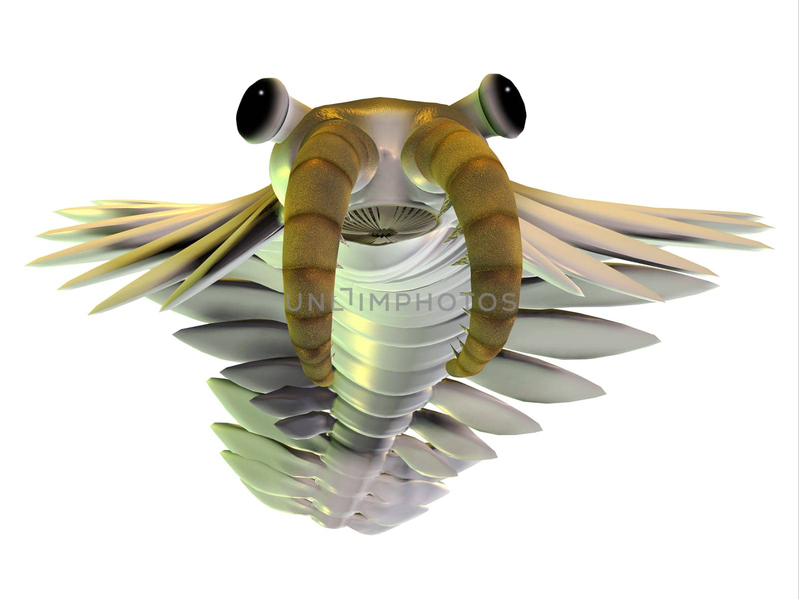 Anomalocaris was an arthropod predatory animal that lived in the seas of the Cambrian Age of British Columbia.